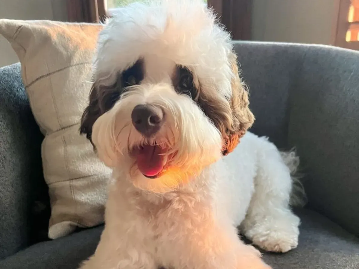 Mojo