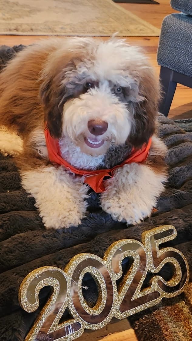 Australian Labradoodle