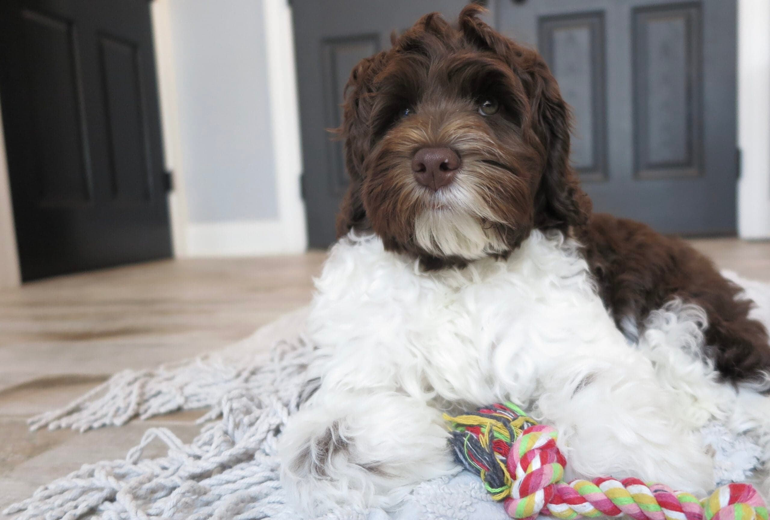 Best Life Labradoodle