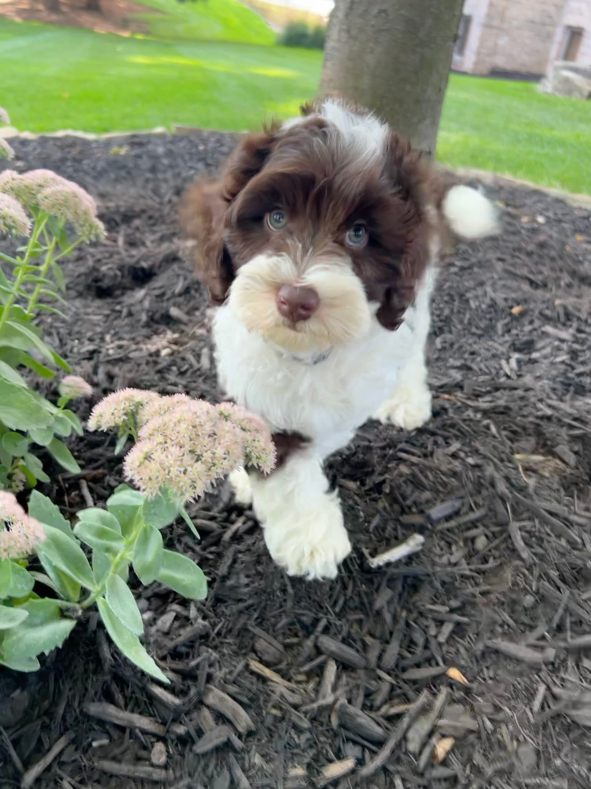 Trained Australian Labradoodle Dog for Sale