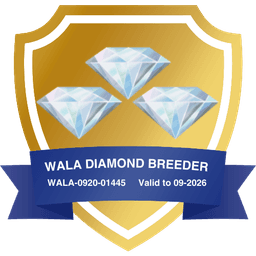 Best Life Labradoodles WALA 3 Diamond Breeder