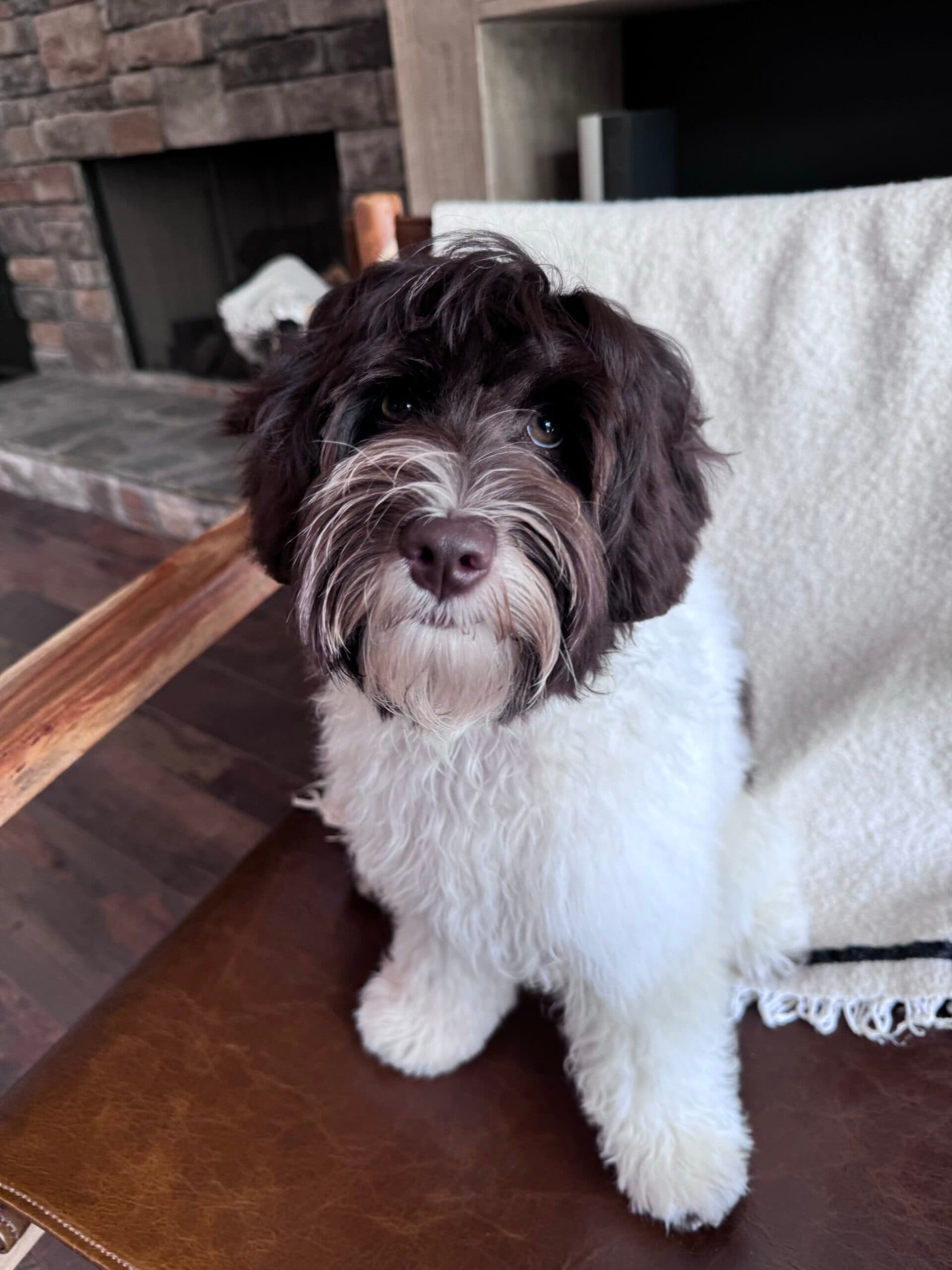 Australian Labradoodle puppy