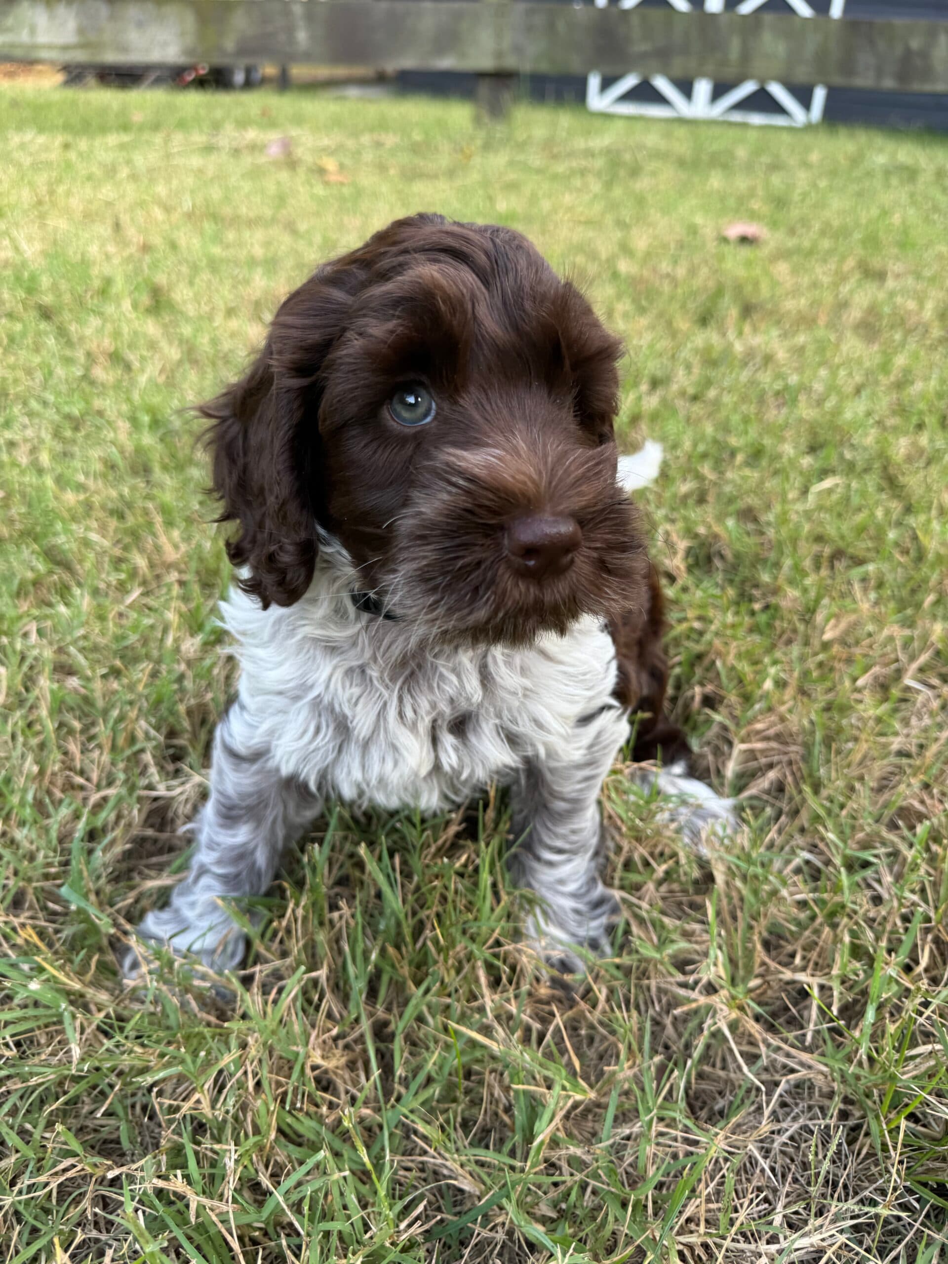 Australian Labradoodle Chocolate Parti Roan