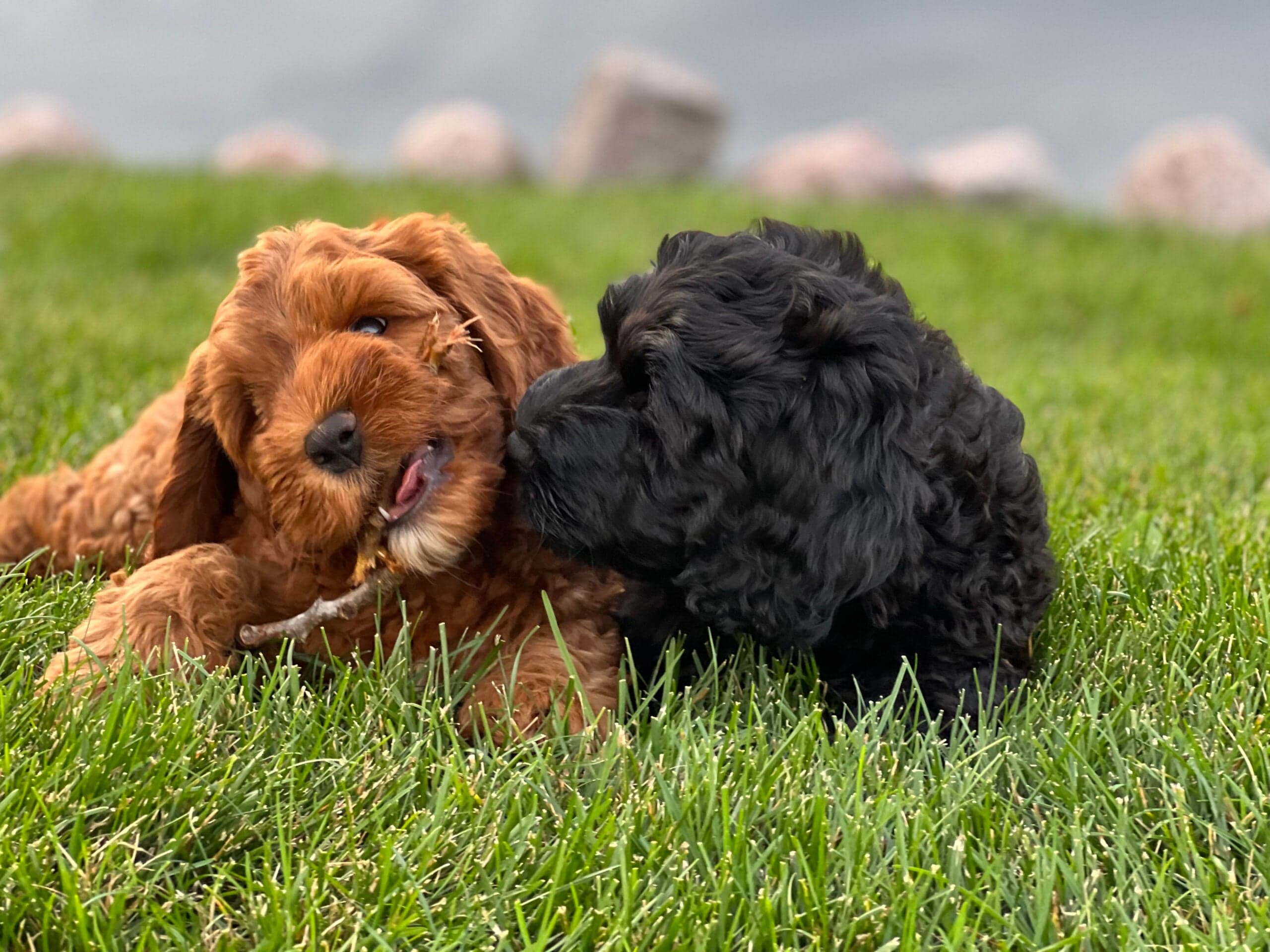 Best Life Labradoodle