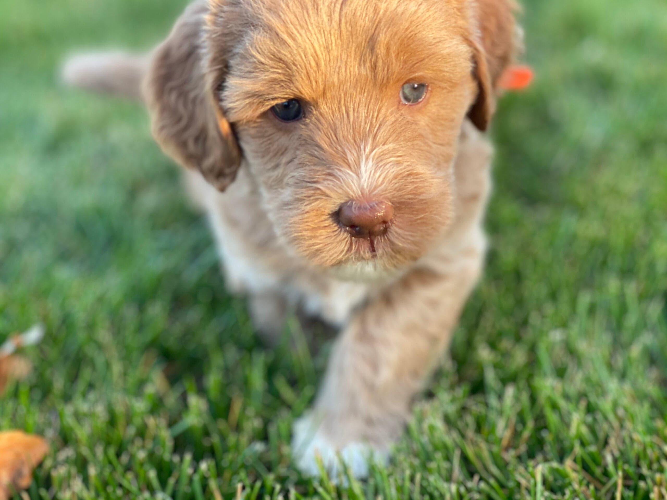 Best Life Labradoodle
