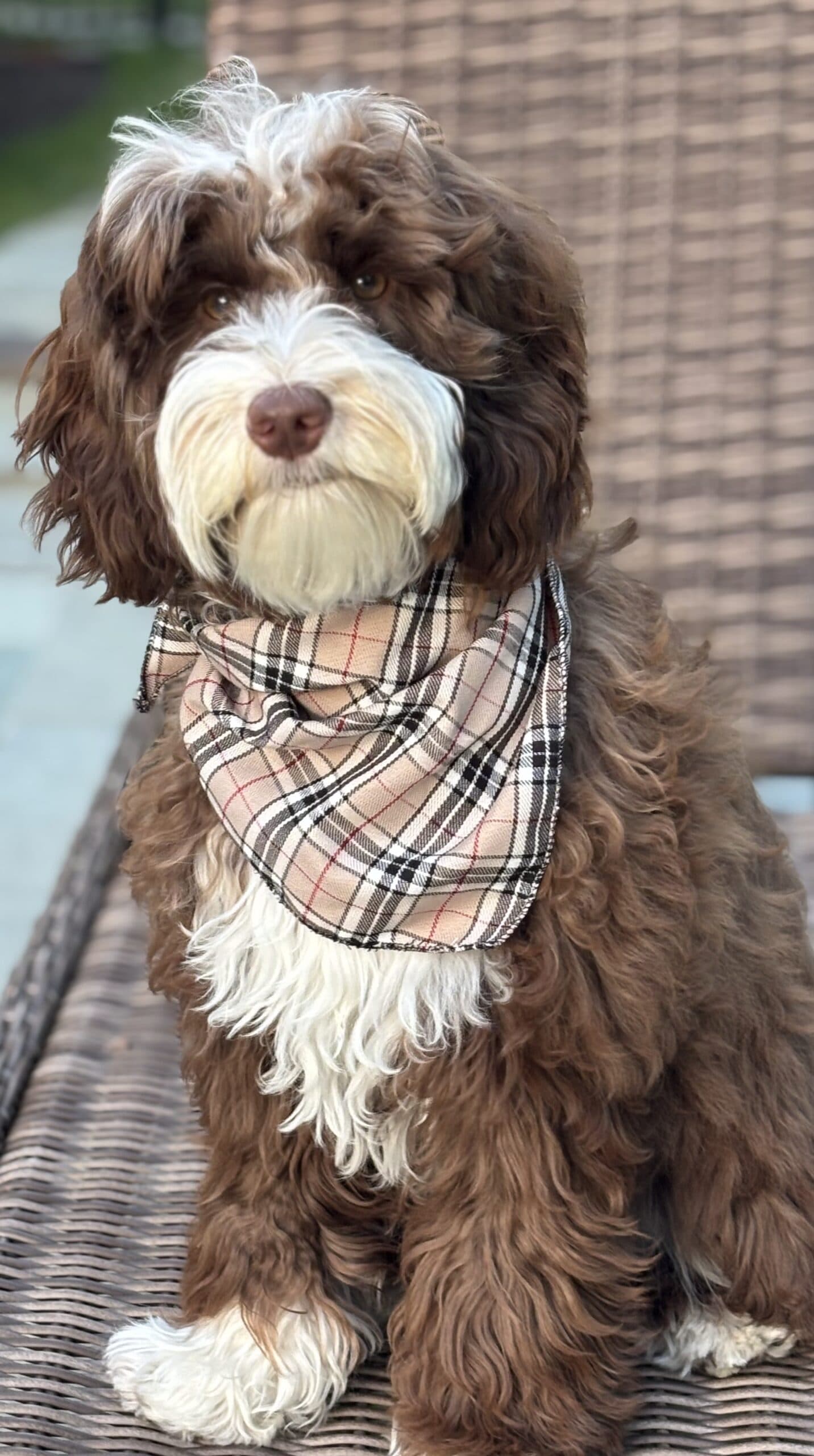 Oden: (Gucci x Teddy)