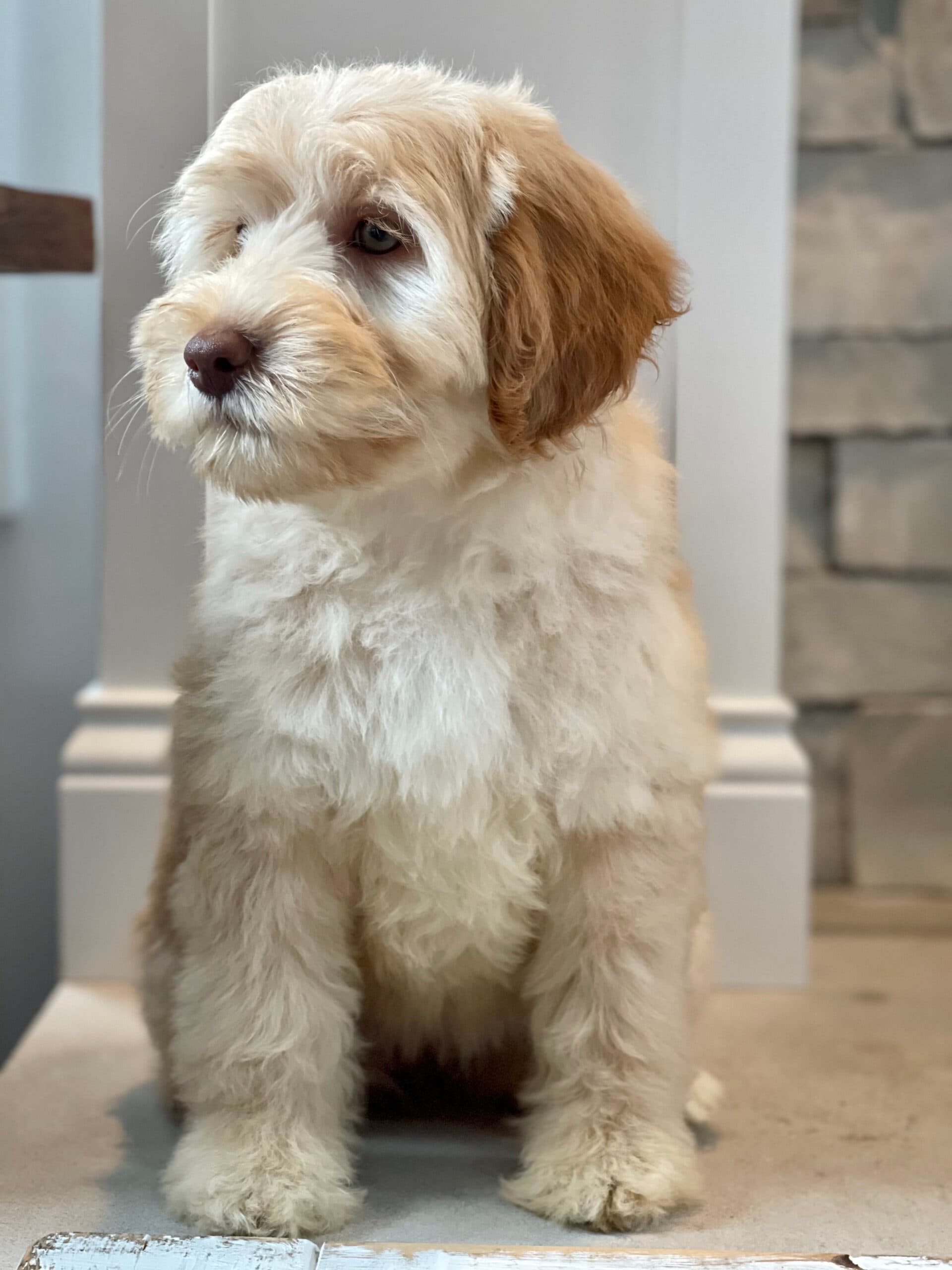 Frannie (Violet x Clark)