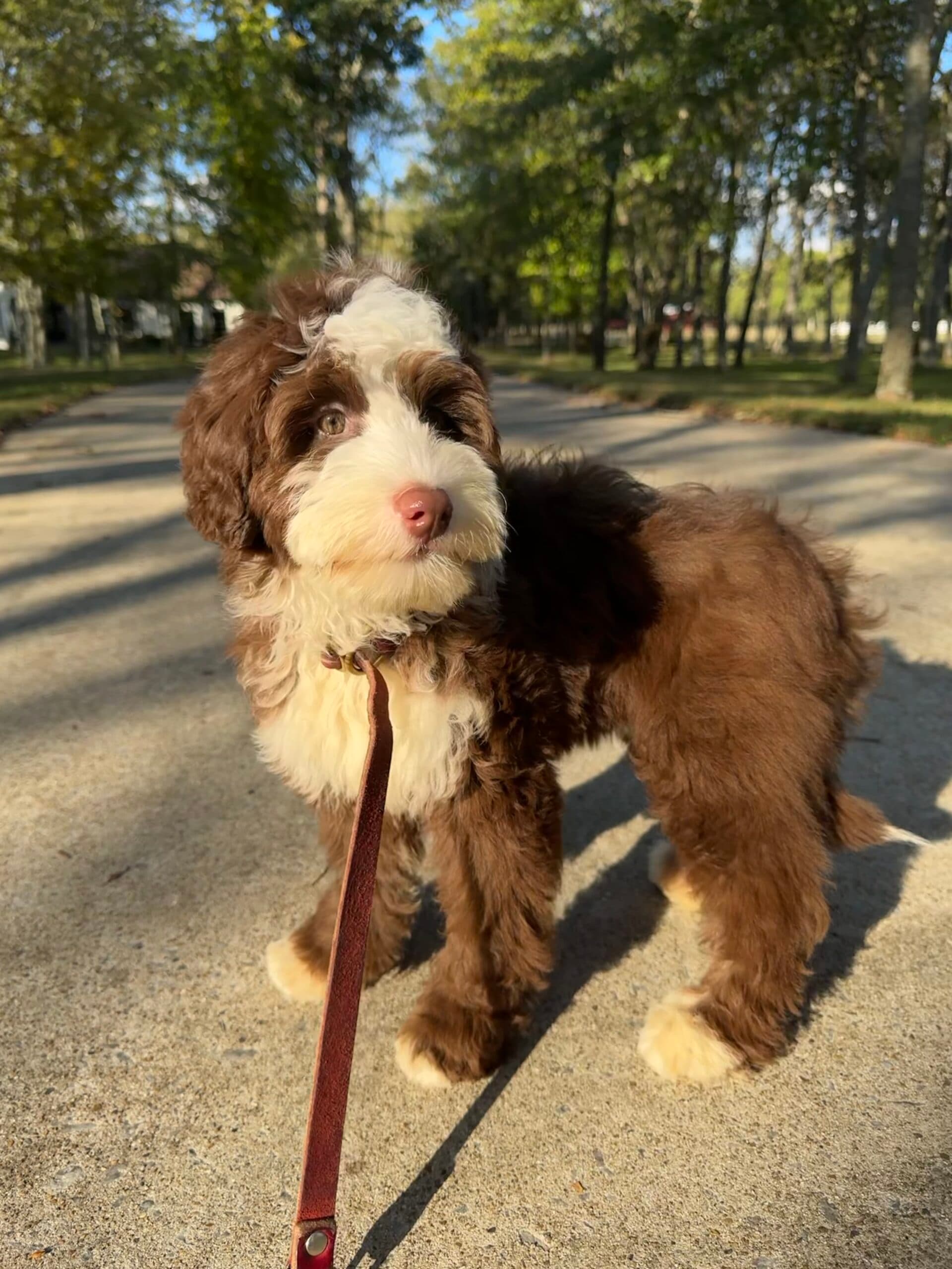 Australian Labradoodle