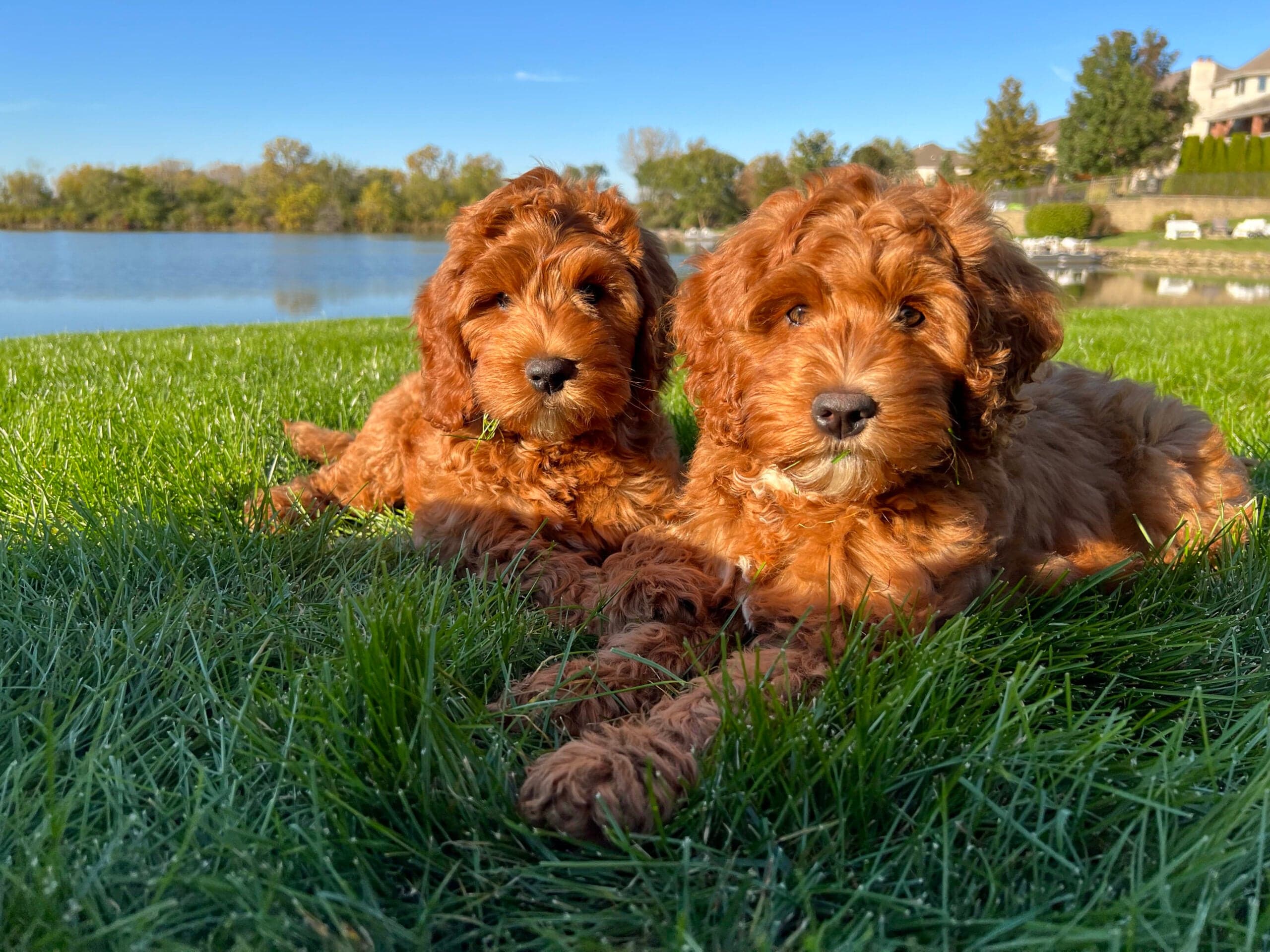 Best Life Labradoodle