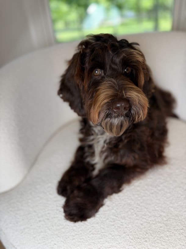 Chocolate Australian Labradoodle