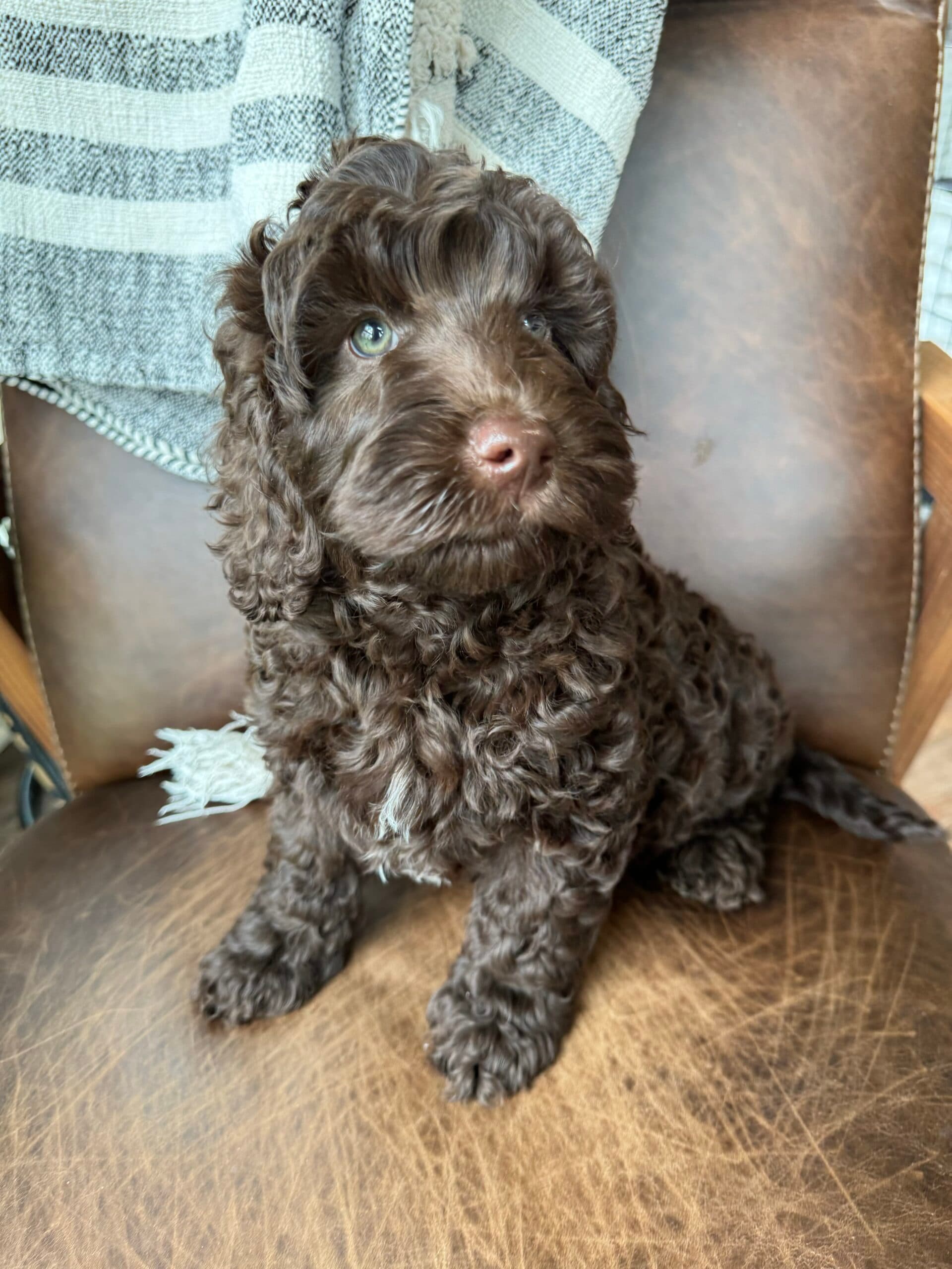 Chocolate Australian labradoodle