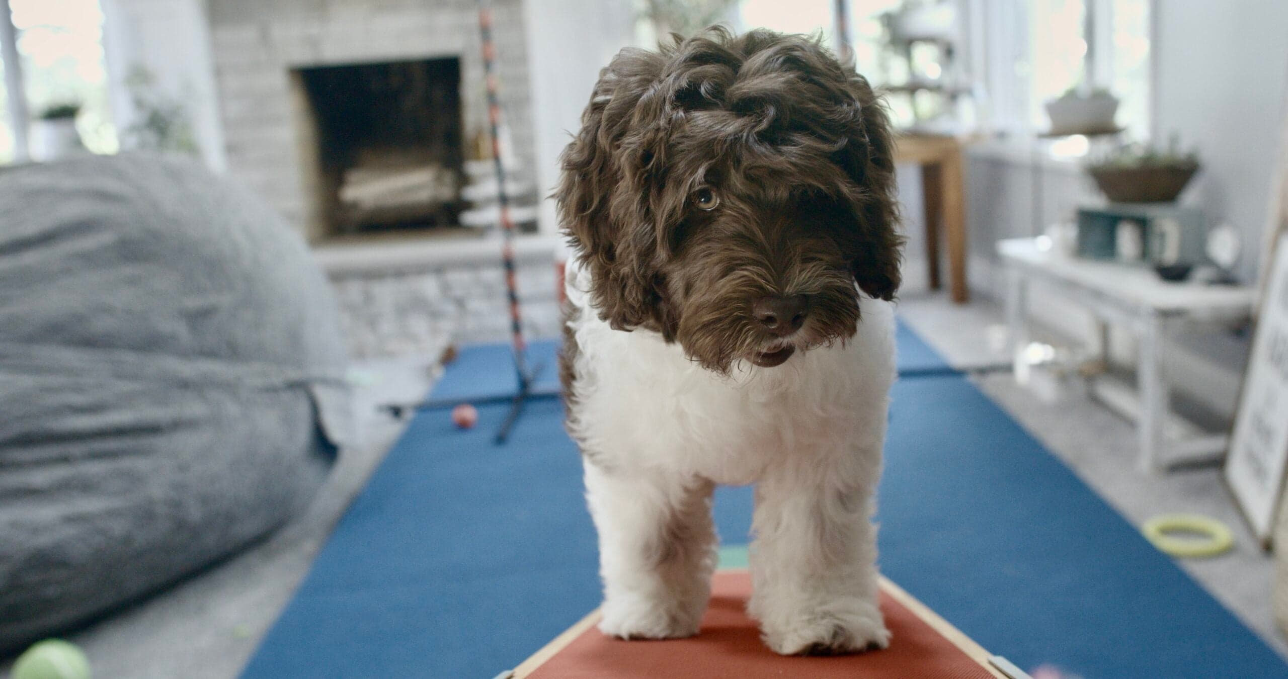 Best Life Labradoodle