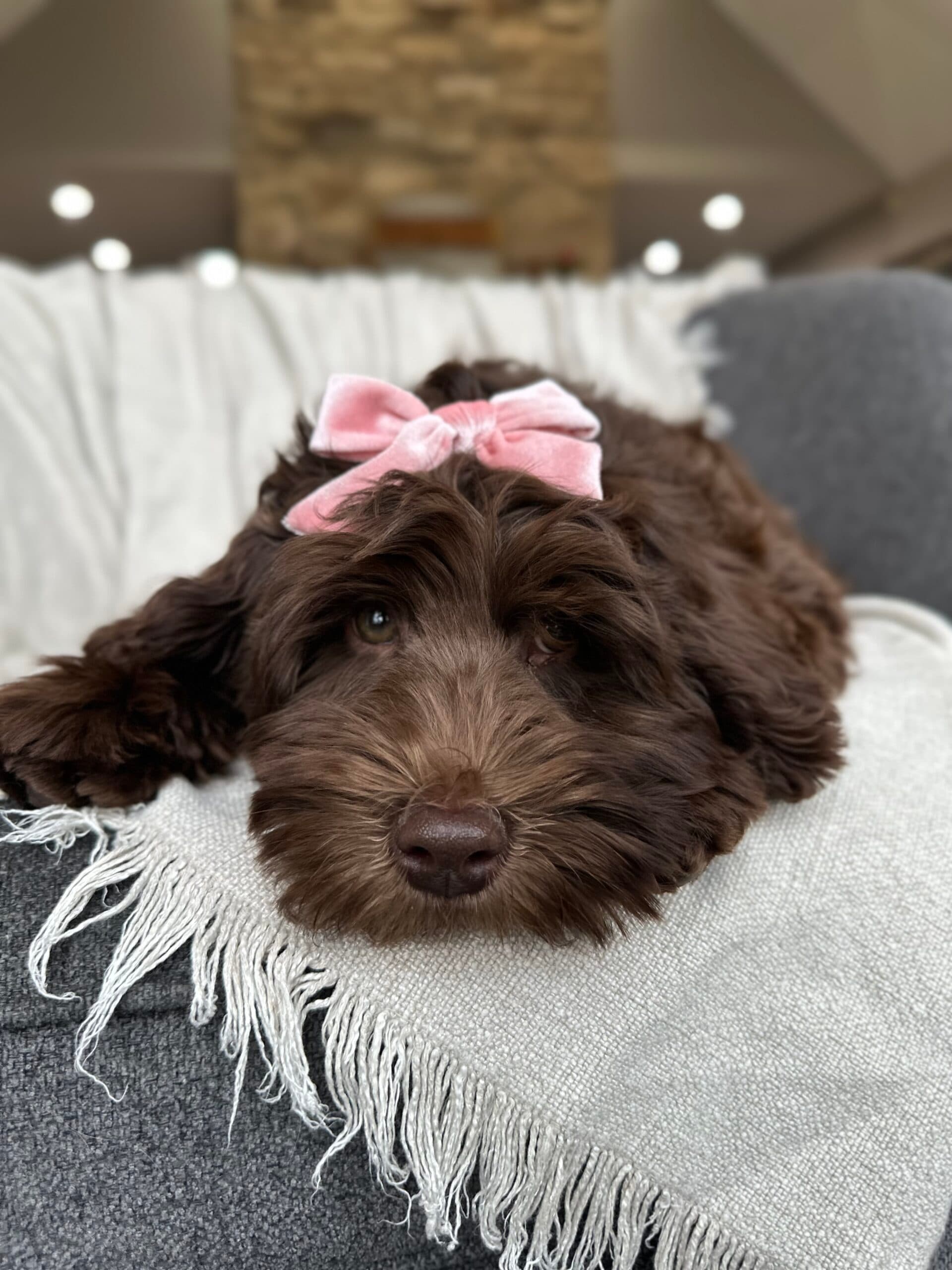 Medium Australian Labradoodle For Sale