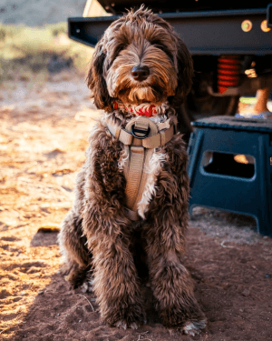Sable
