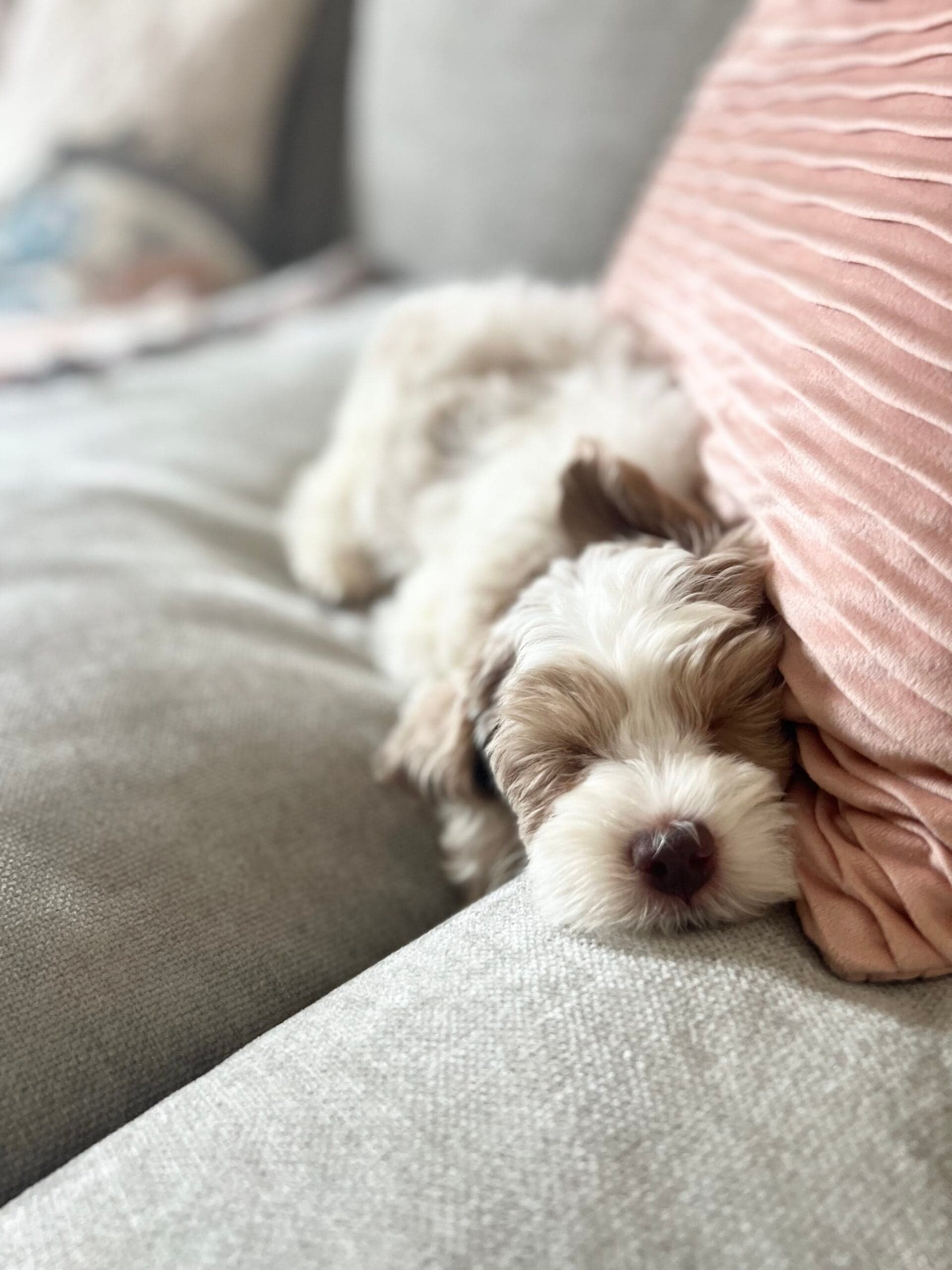 Labradoodle Puppies for Sale