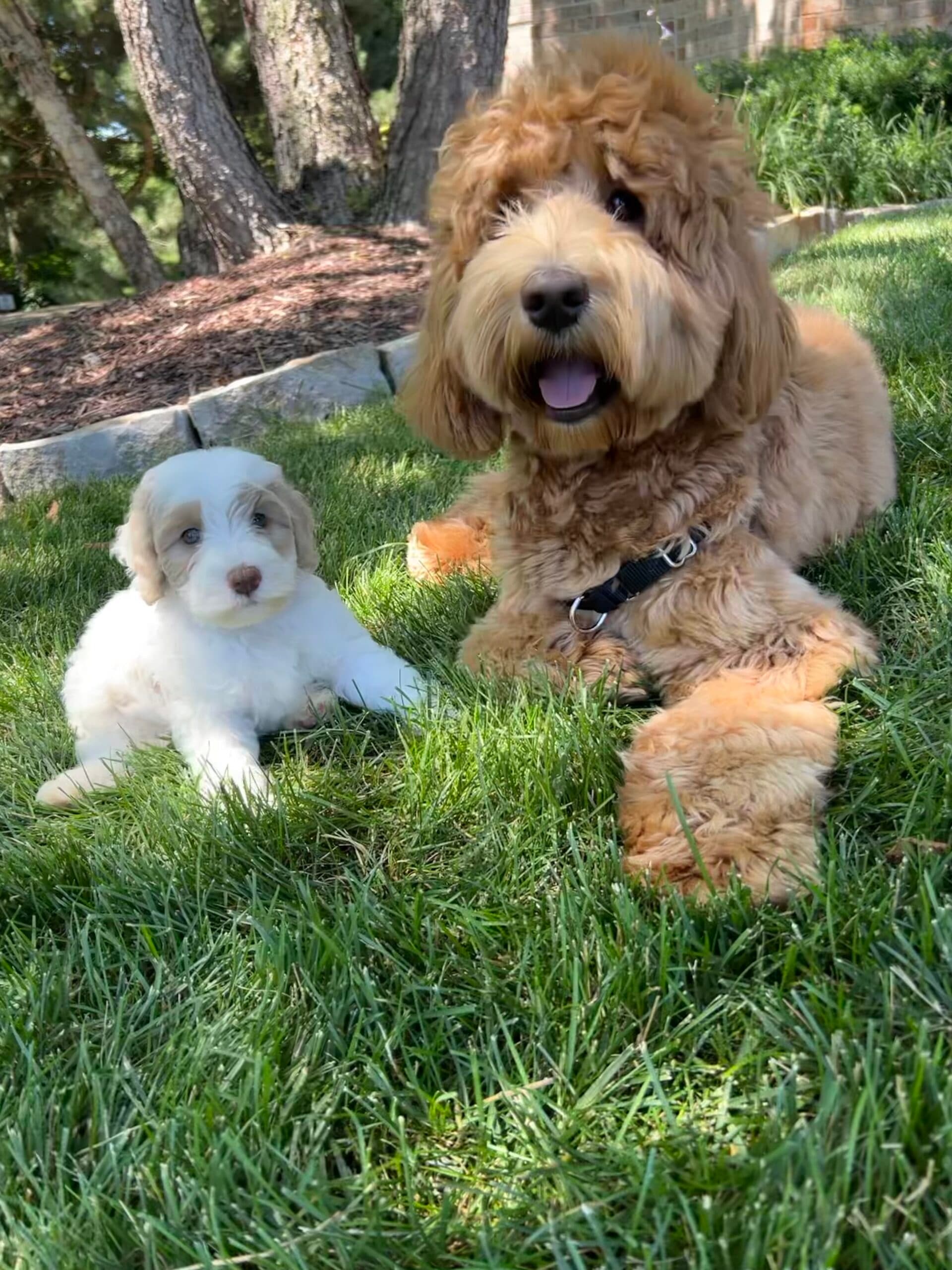 Medium size Australian labradoodle