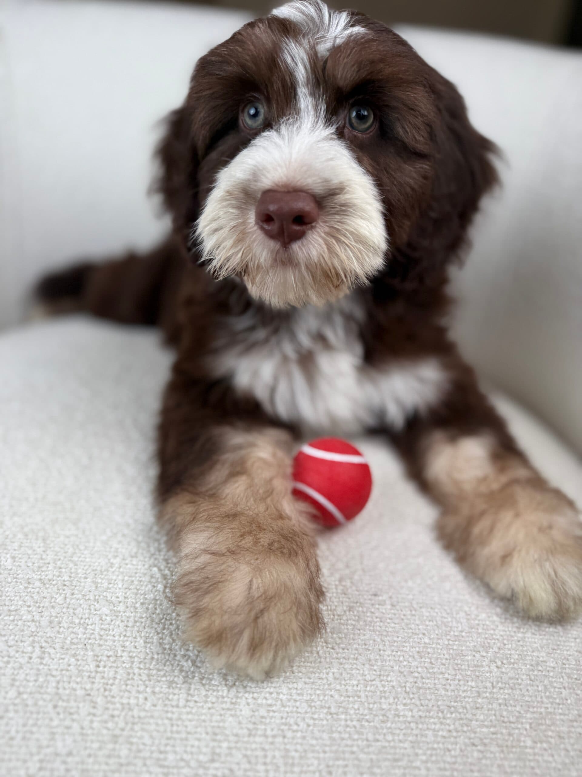 SOLD: Howie is SOLD and Living His Best Life in Huntsville, AL