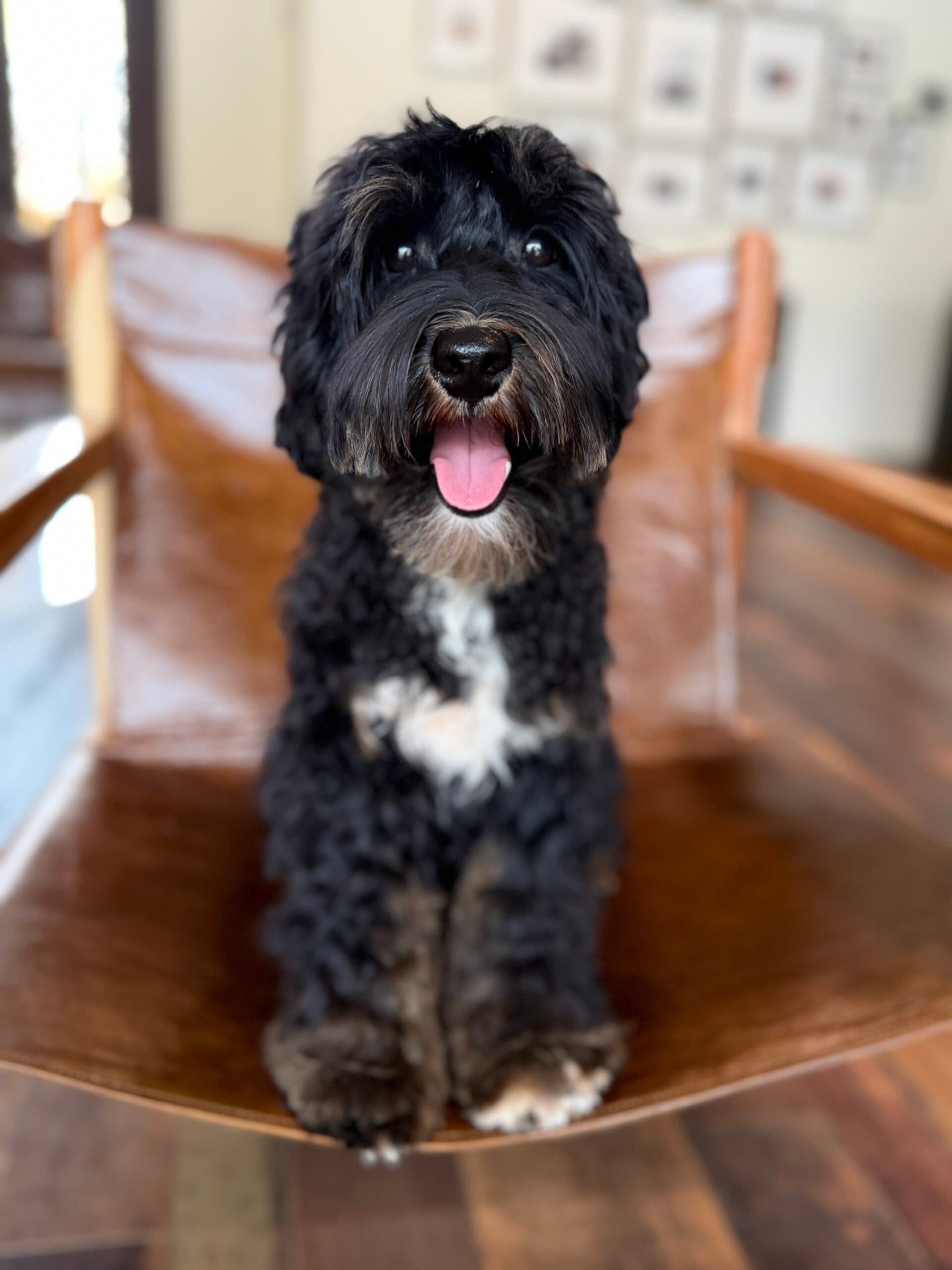 Older Trained Australian Labradoodle for sale