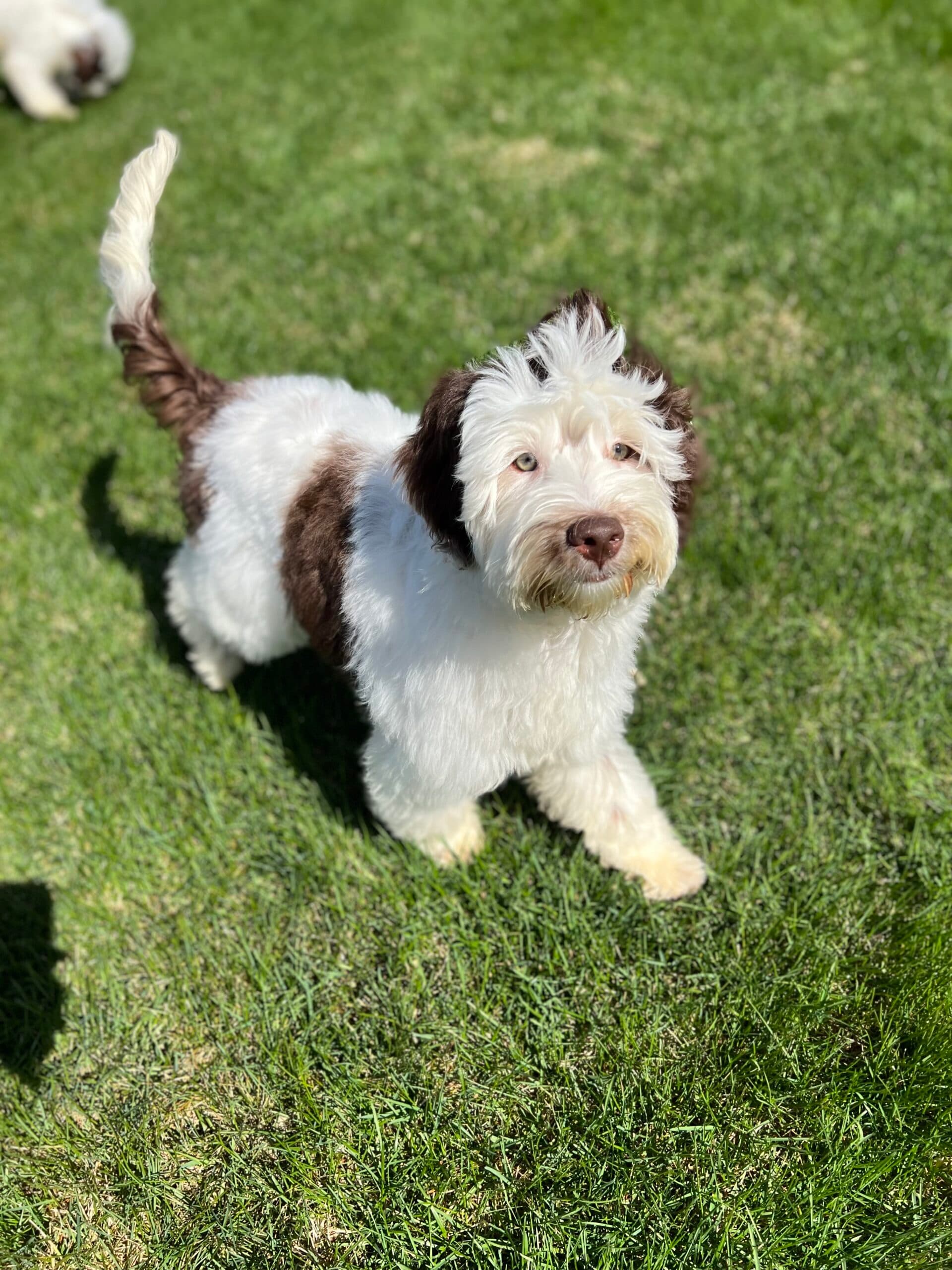 SOLD: Louie is Living his Best Life in Chicago, IL