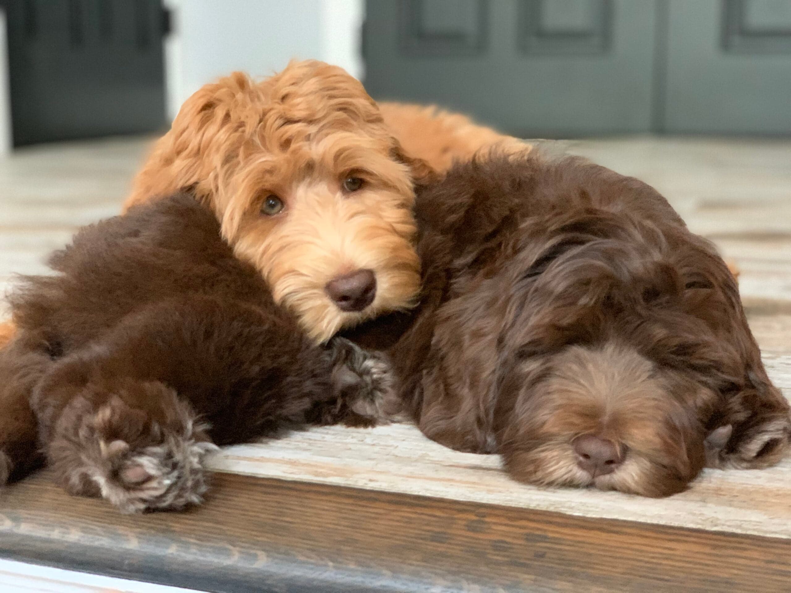 Best Life Labradoodle