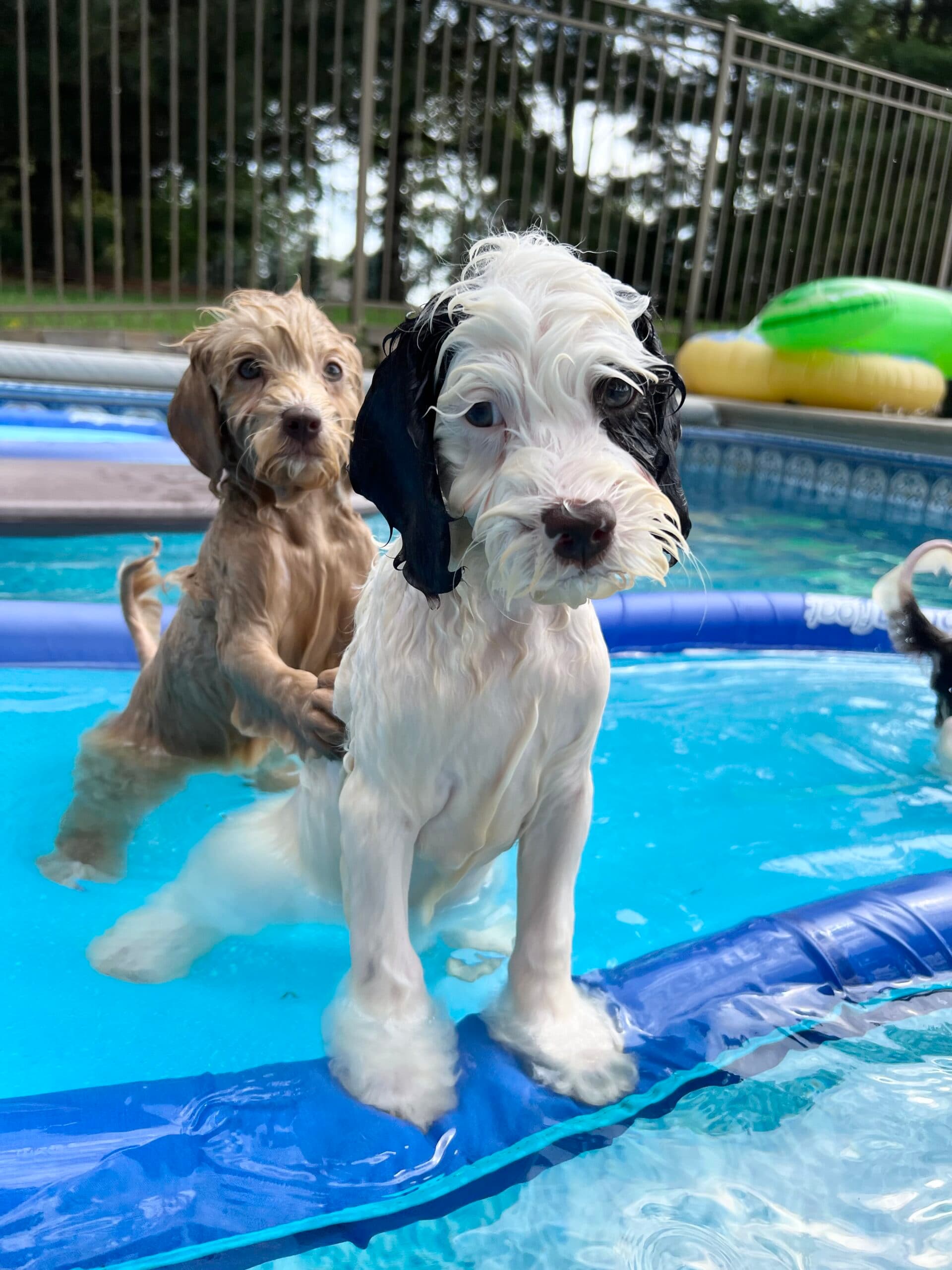 Chocolate and White Roan Australian Labradoodle
