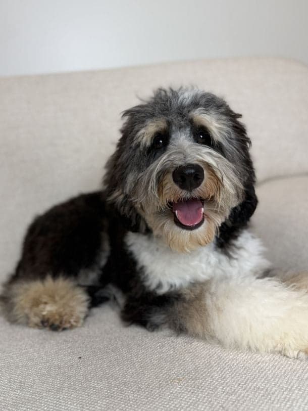 Available Trained Labradoodle for sale