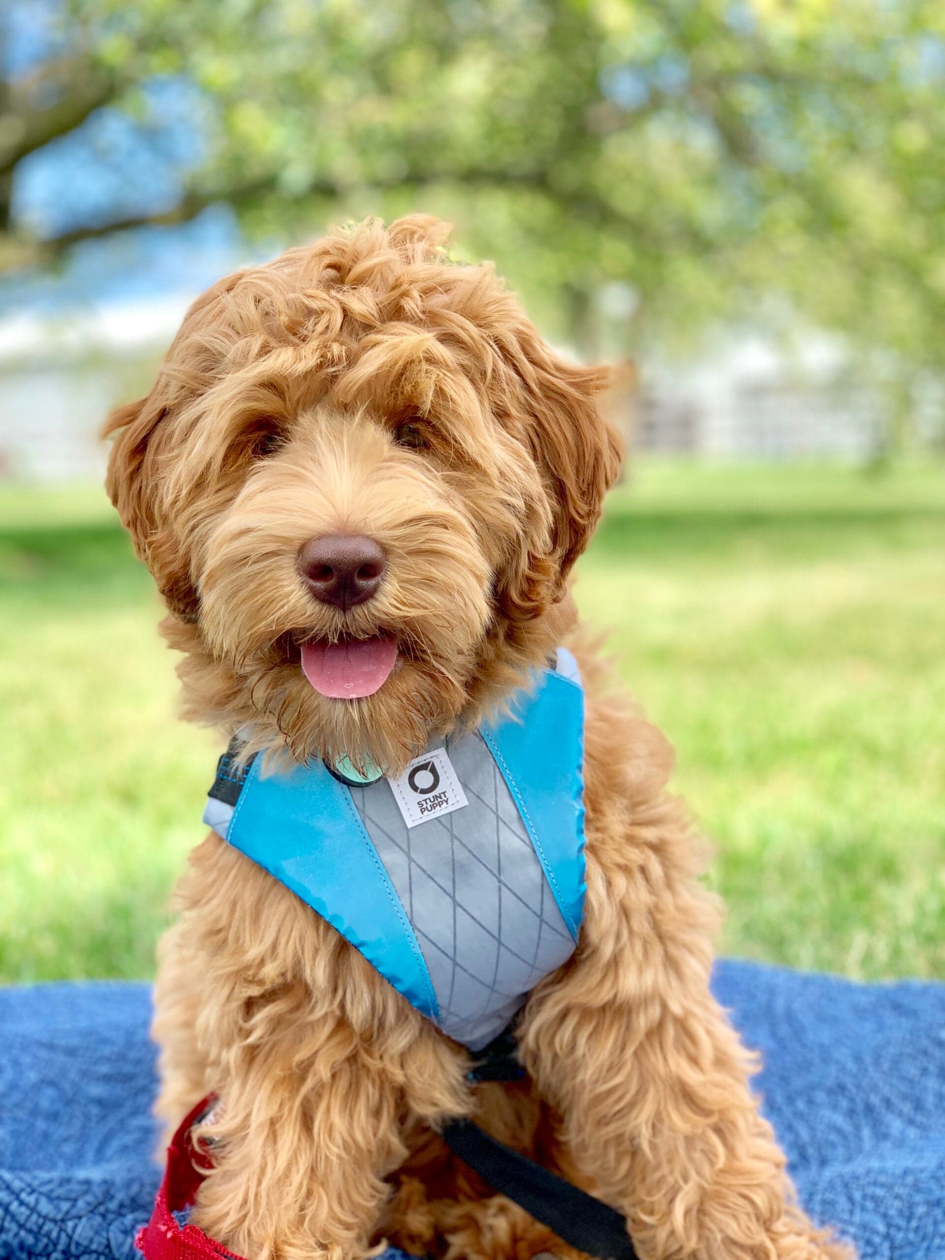 Quality Australian Labradoodle Puppy Breeding