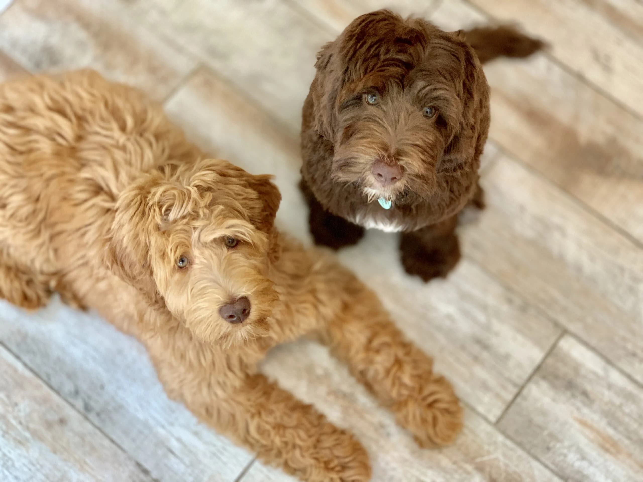 Australian Labradoodles