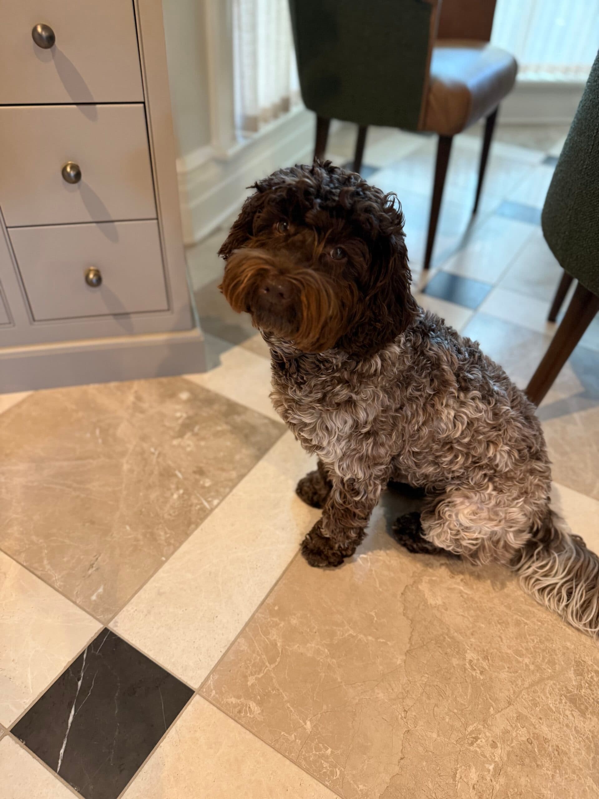 Sadie: (Birkin x Mojo)