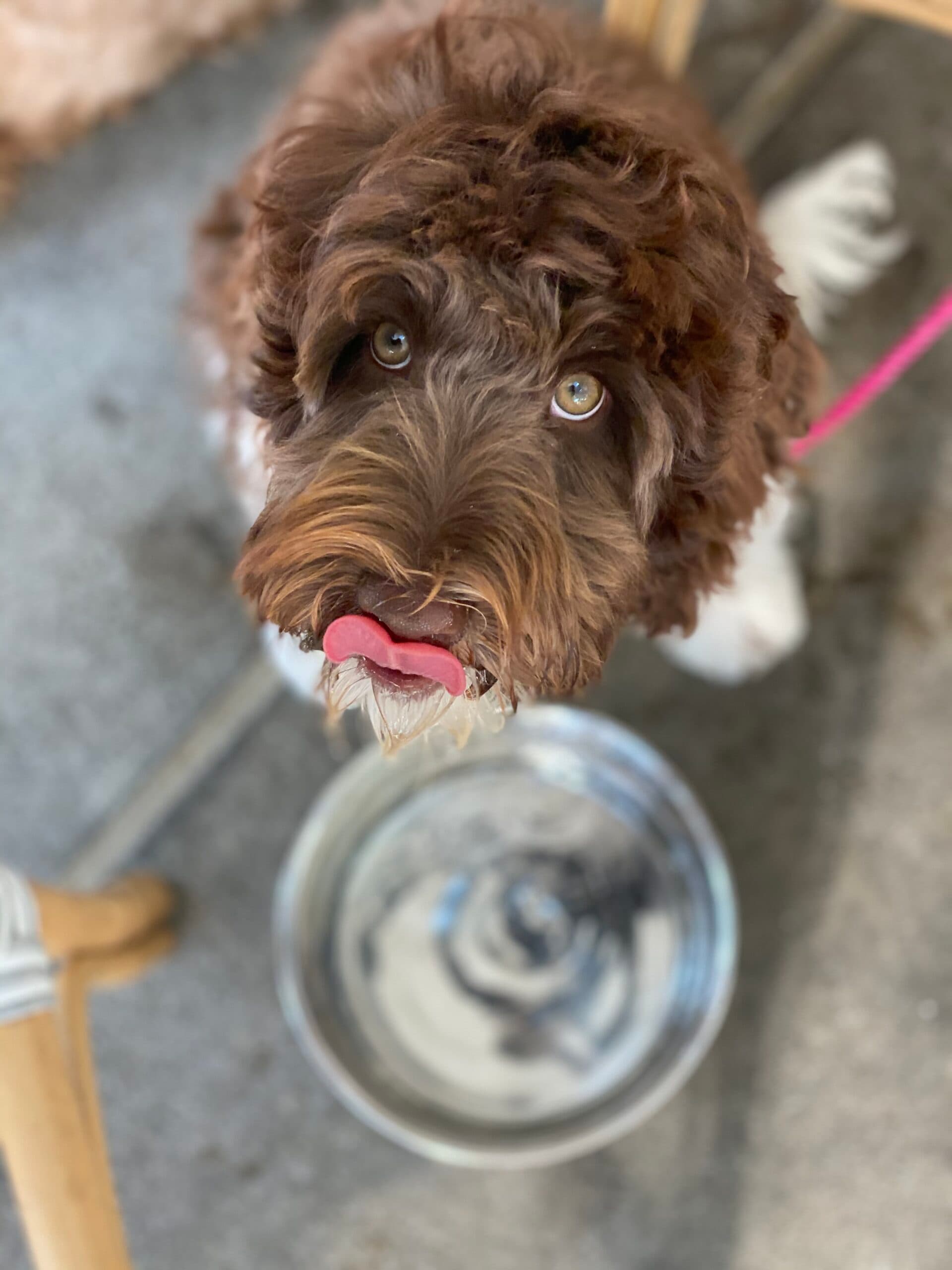 The Best in Breeding for Your Dog’s Best Life