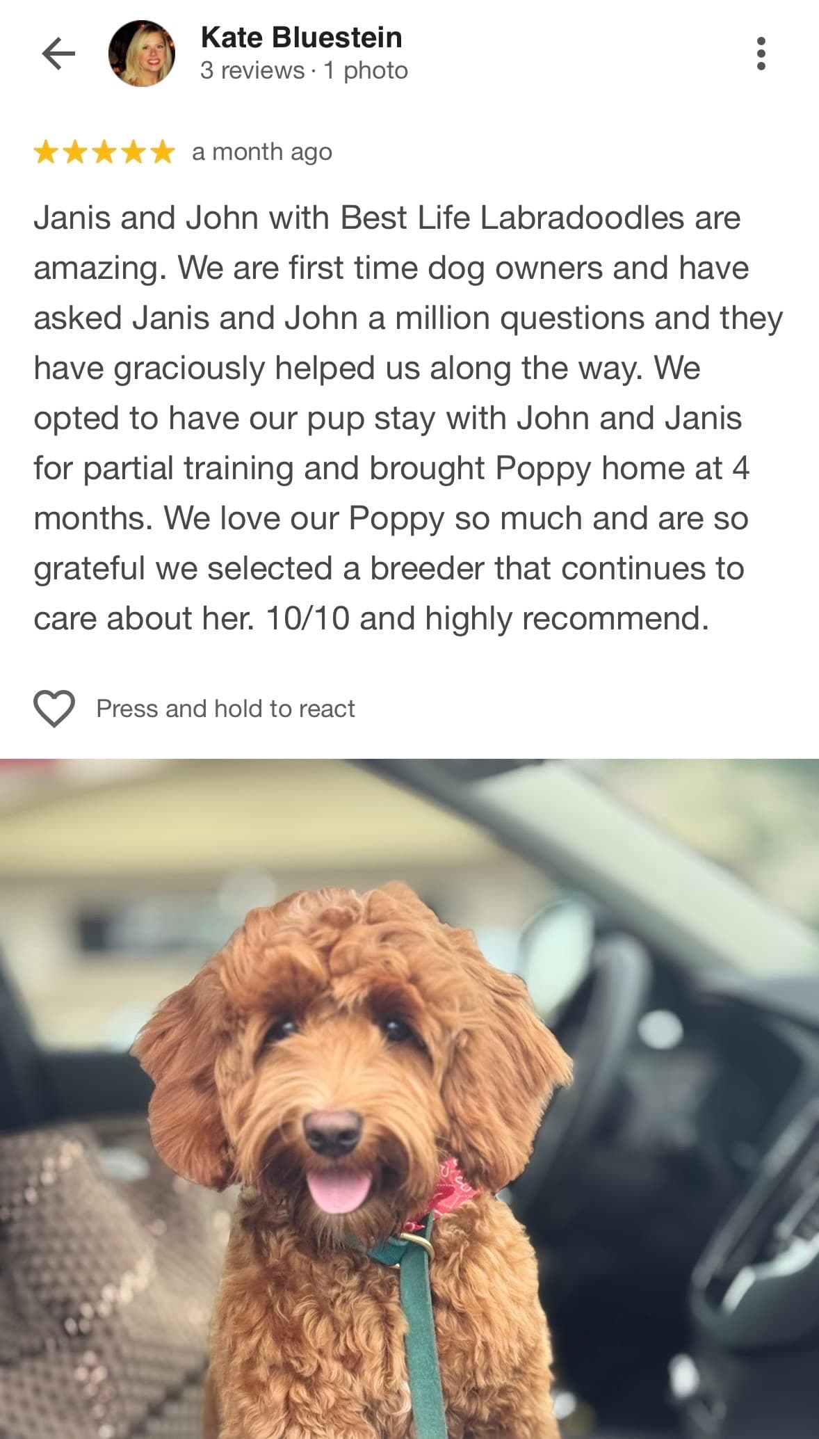 Best family dog