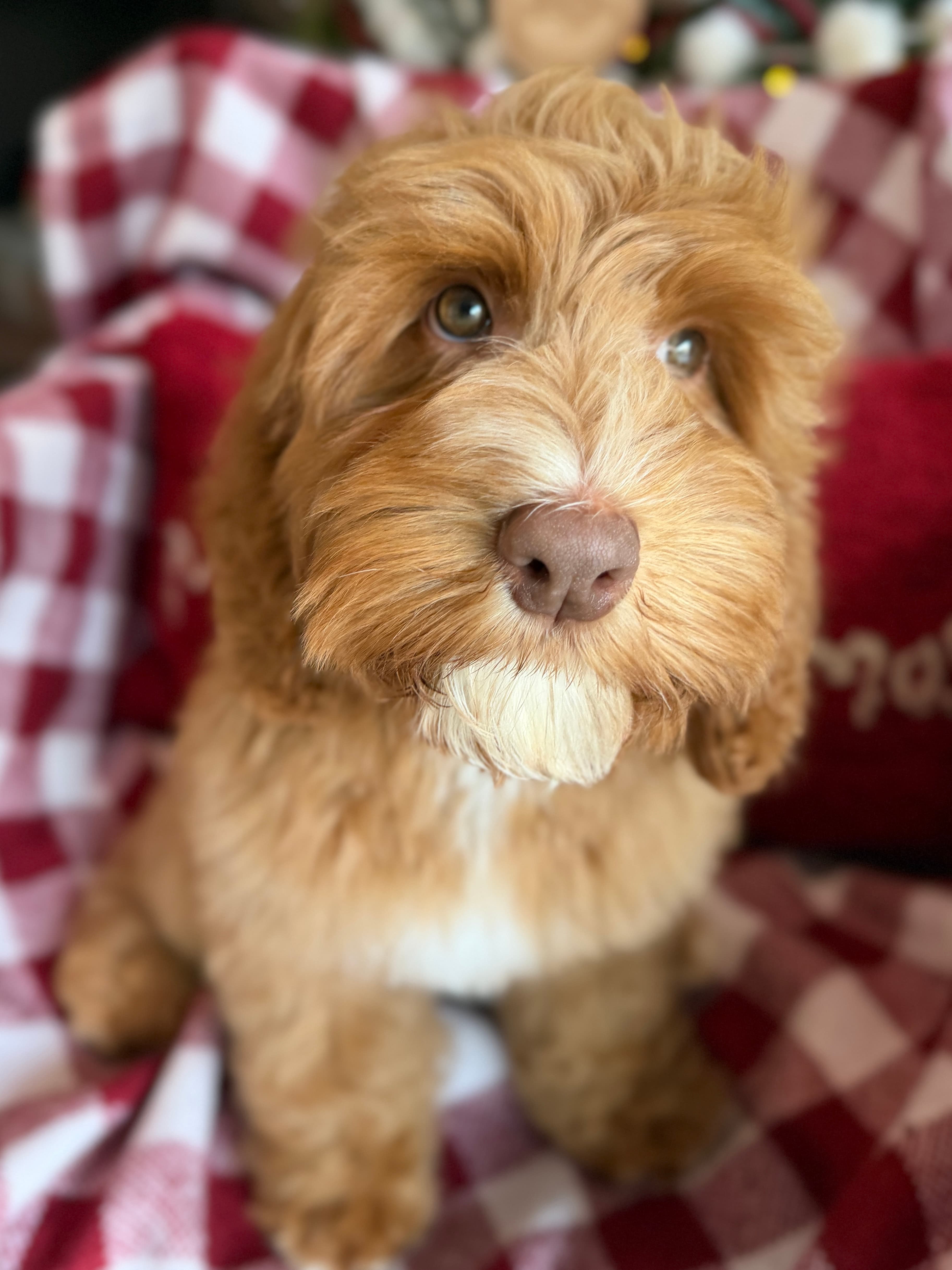 SOLD: Uno is sold and is living his best life in St. Louis, MO