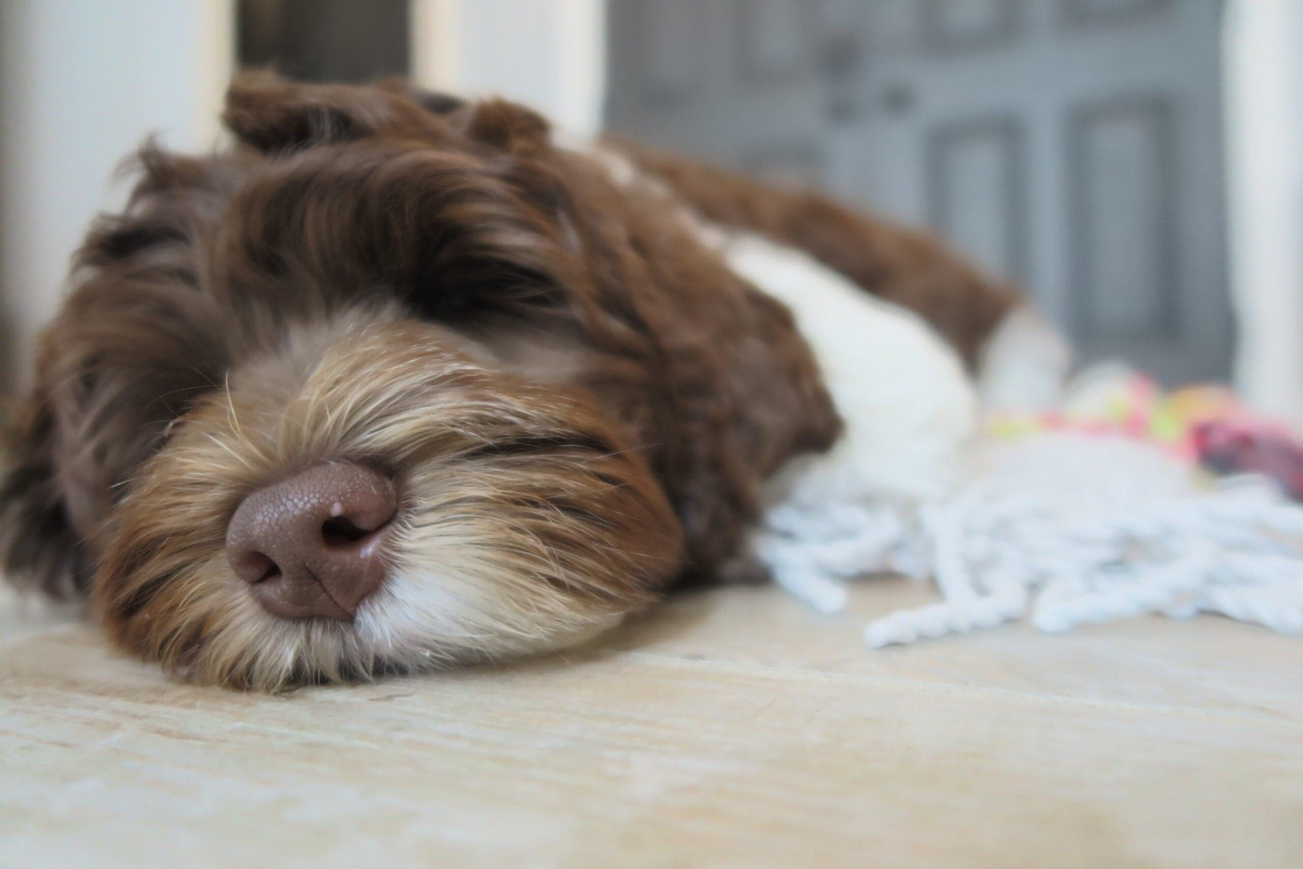Best Life Labradoodle