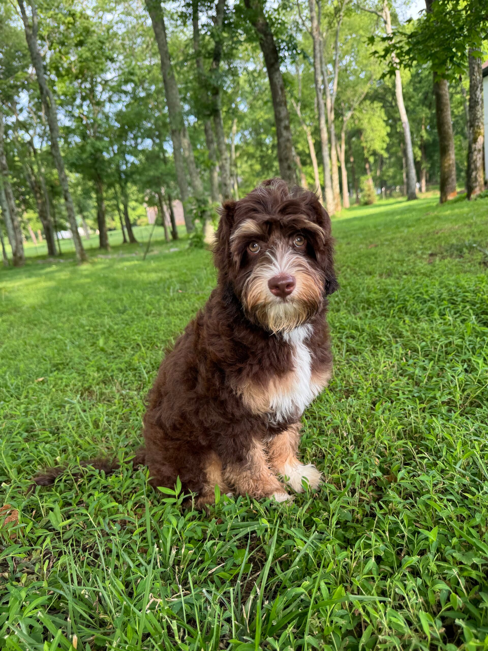 australian labradoodle