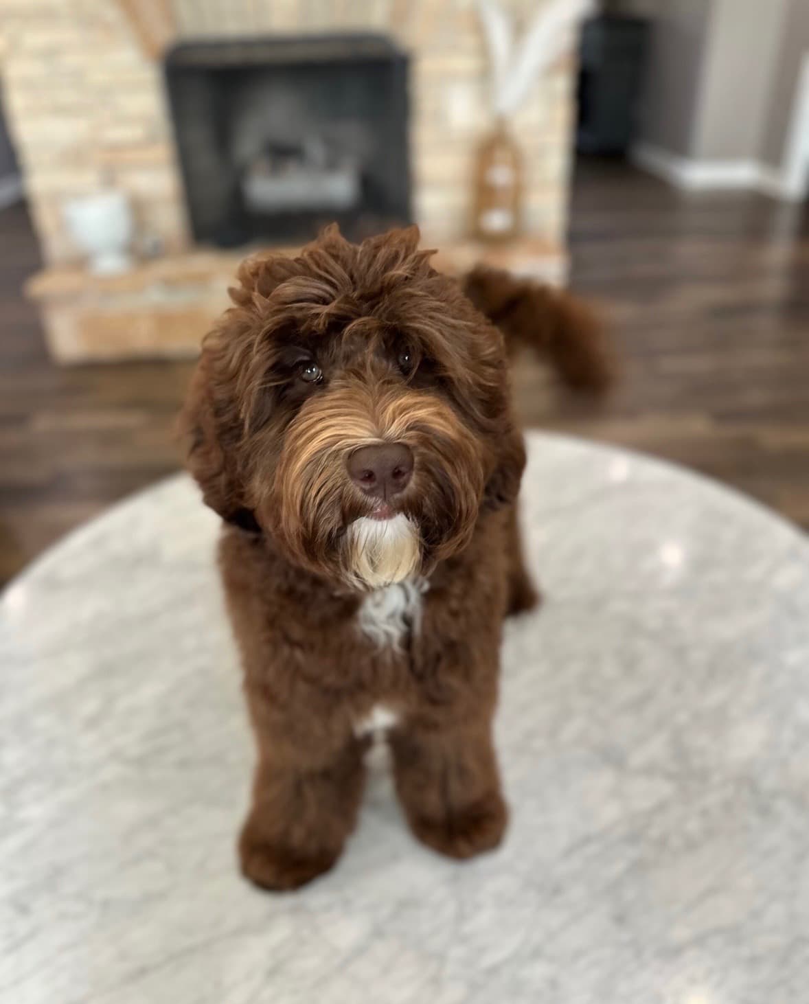Trained Australian Labradoodle Dog for Sale