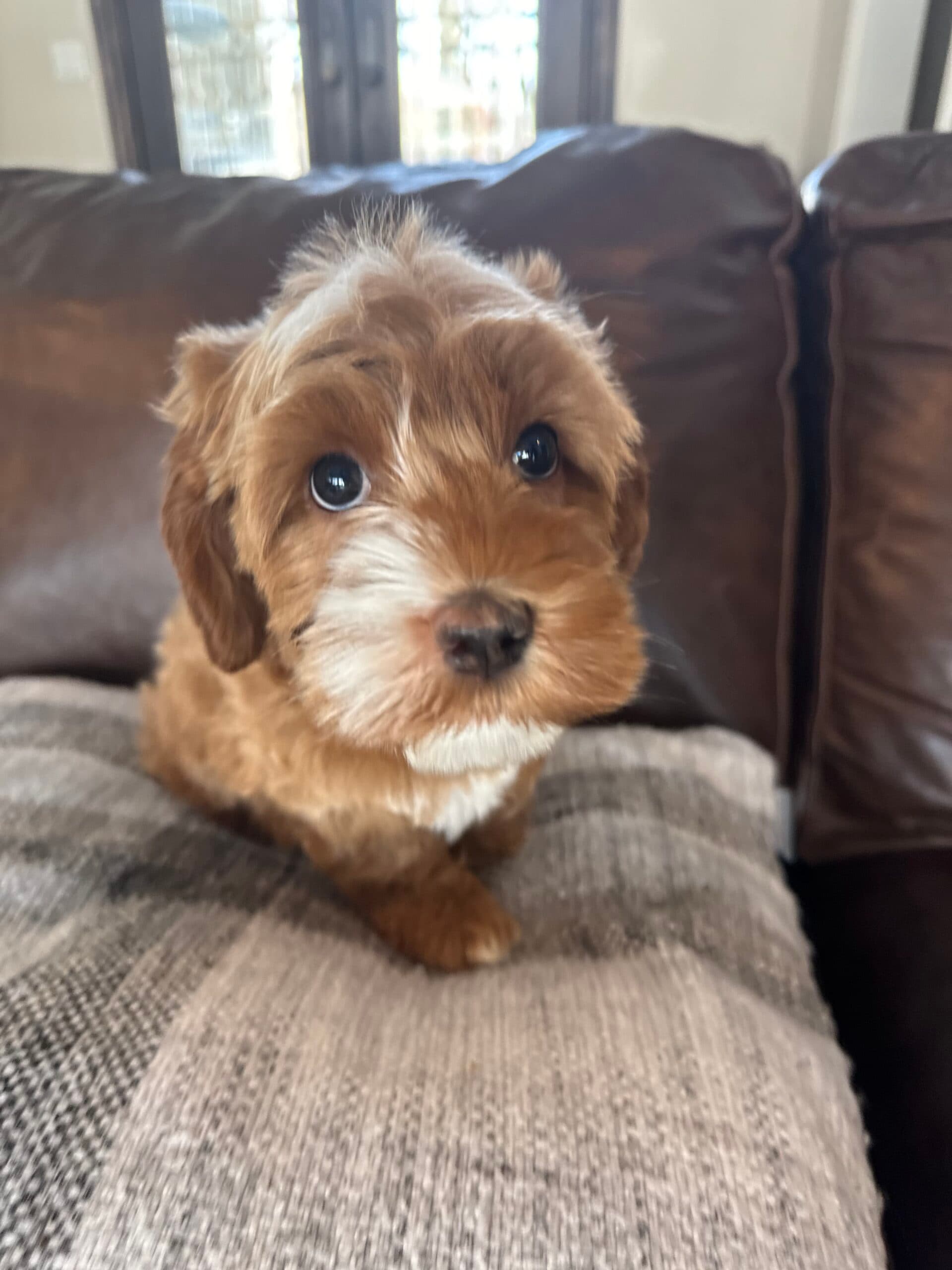 Australian labradoodle