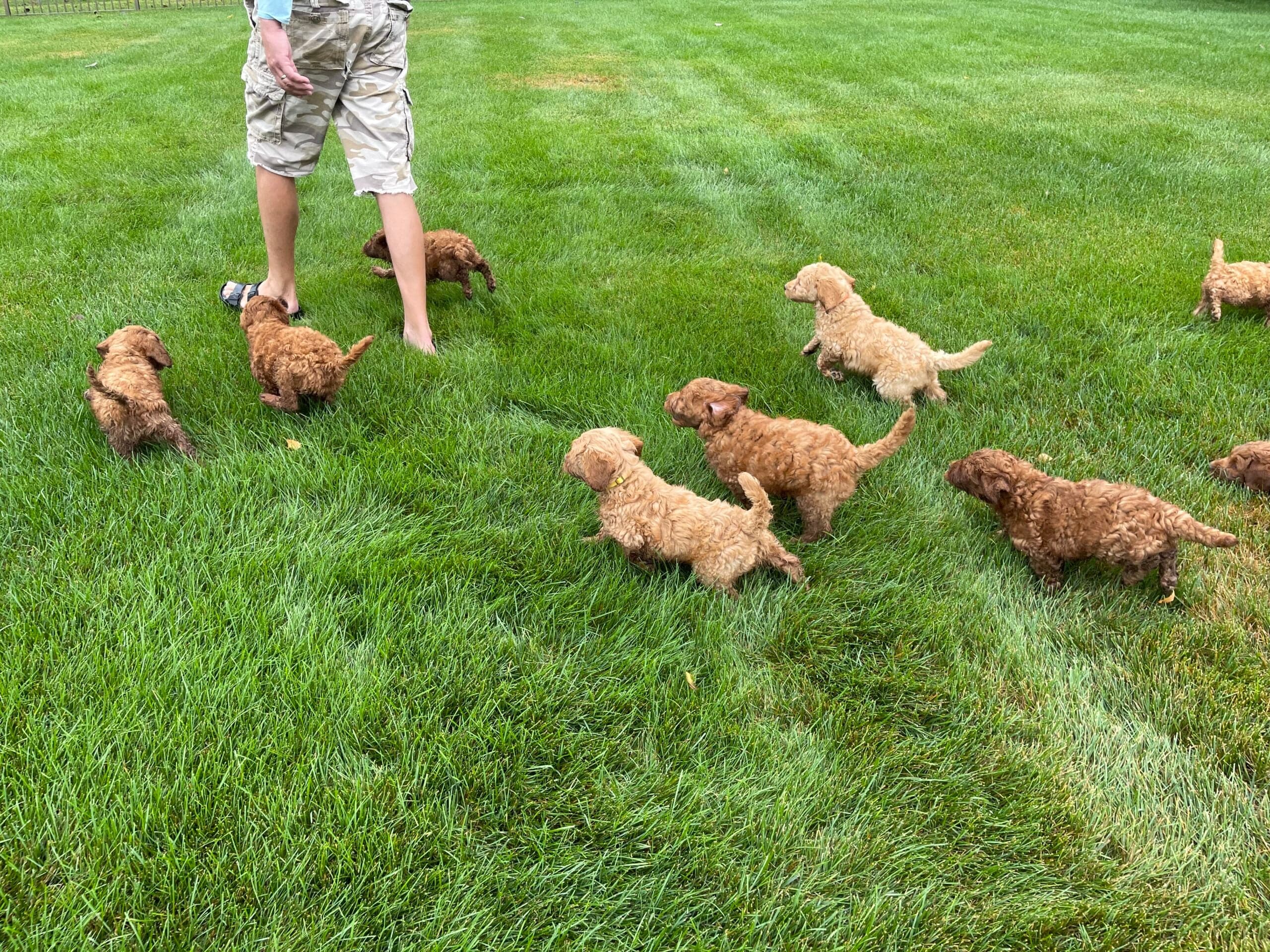 Best Life Labradoodle