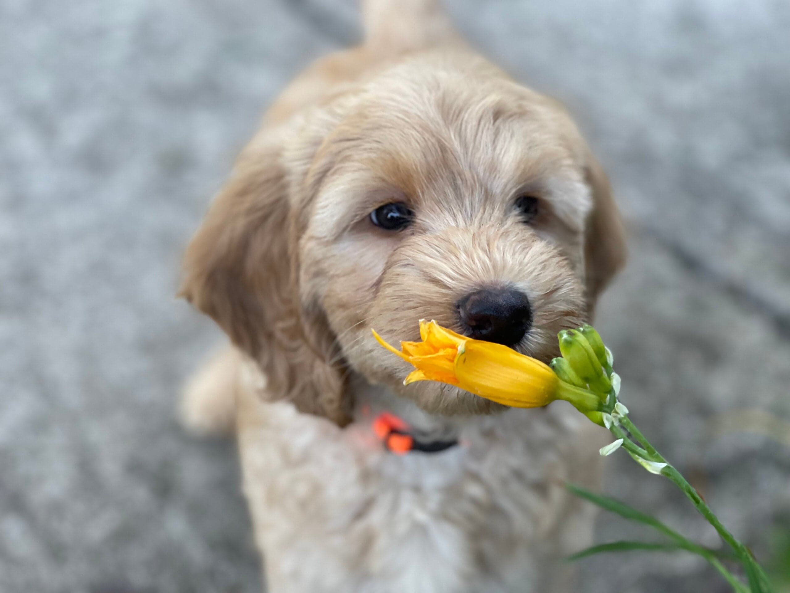 Best Life Labradoodle