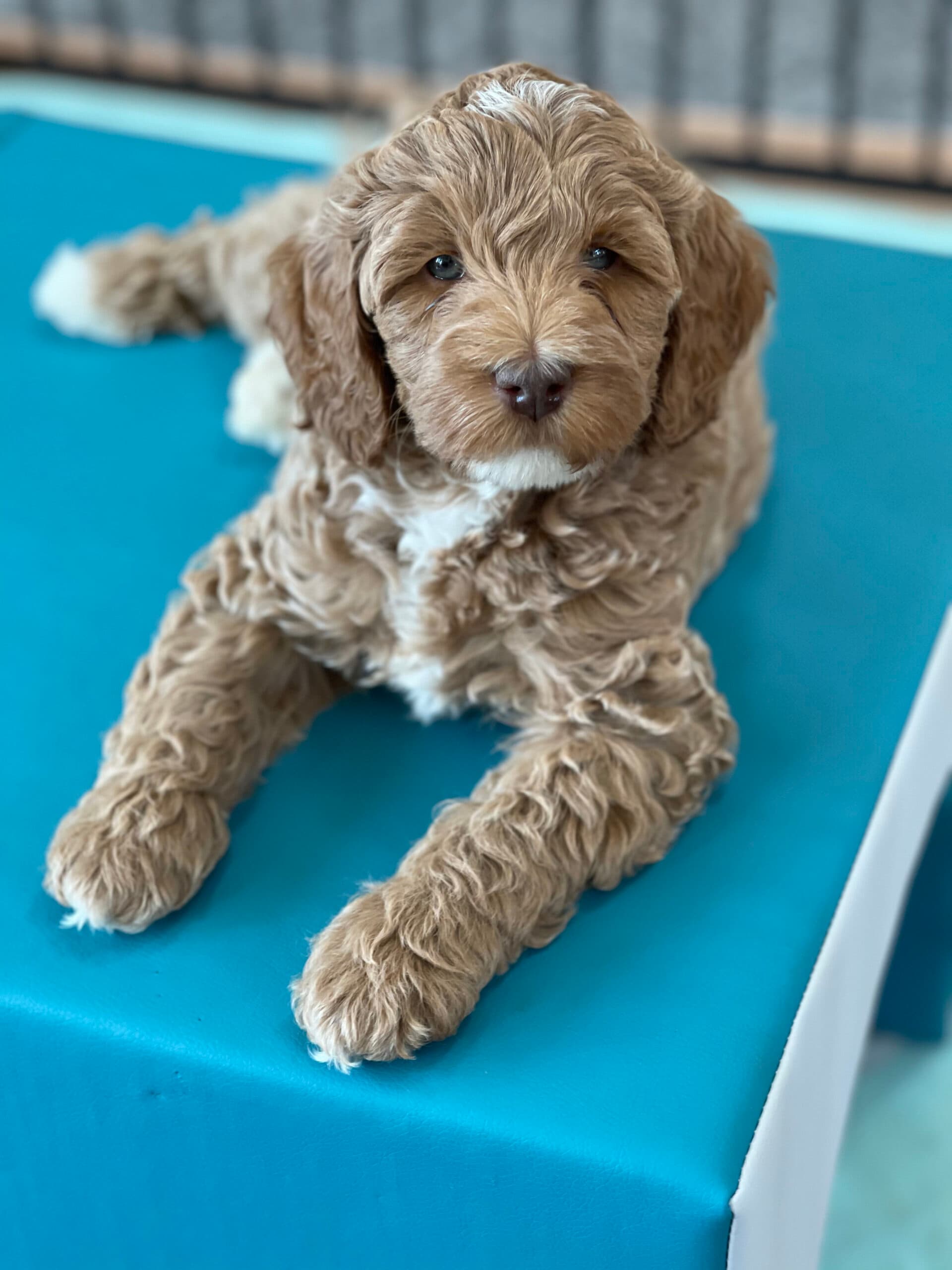 Murphy (Summertime x Hudson)