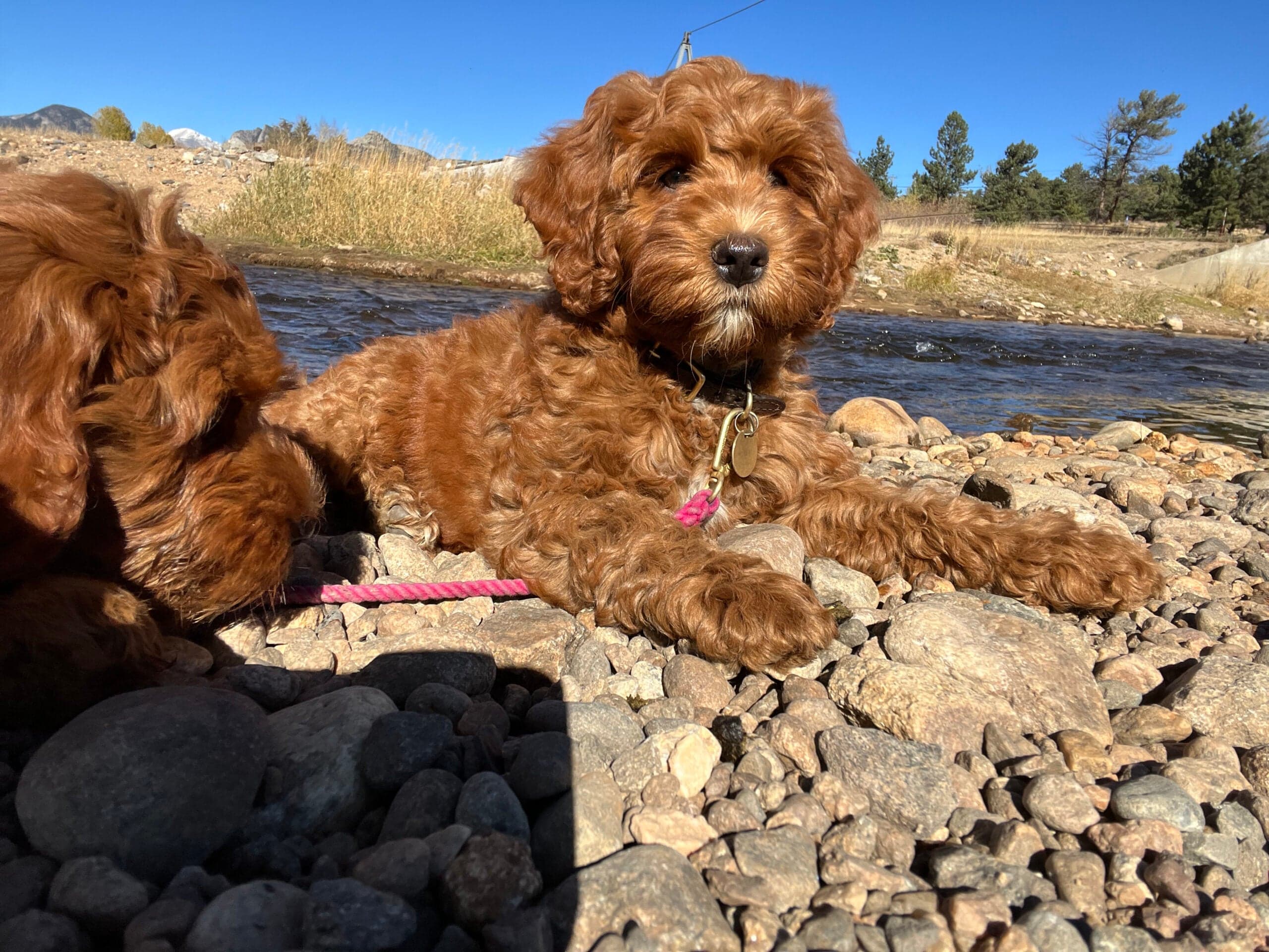 Best Life Labradoodle