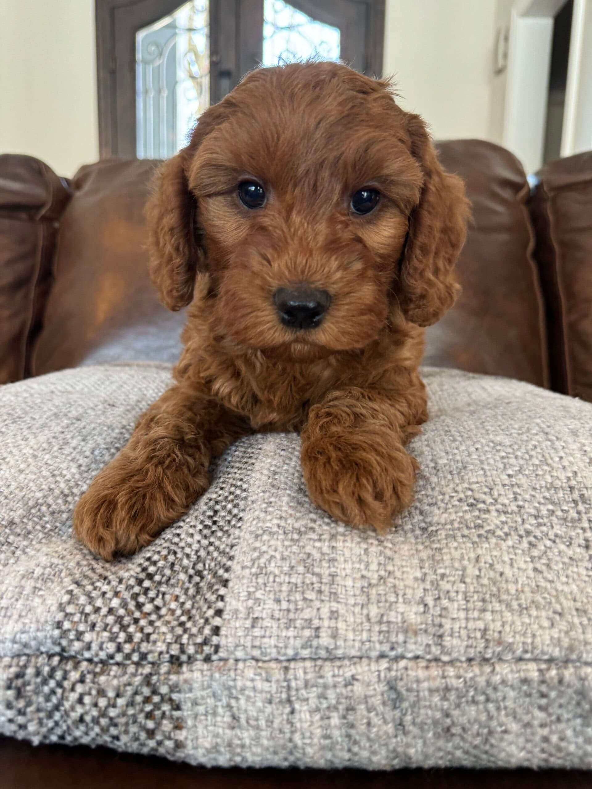 Trained Labradoodle for Sale
