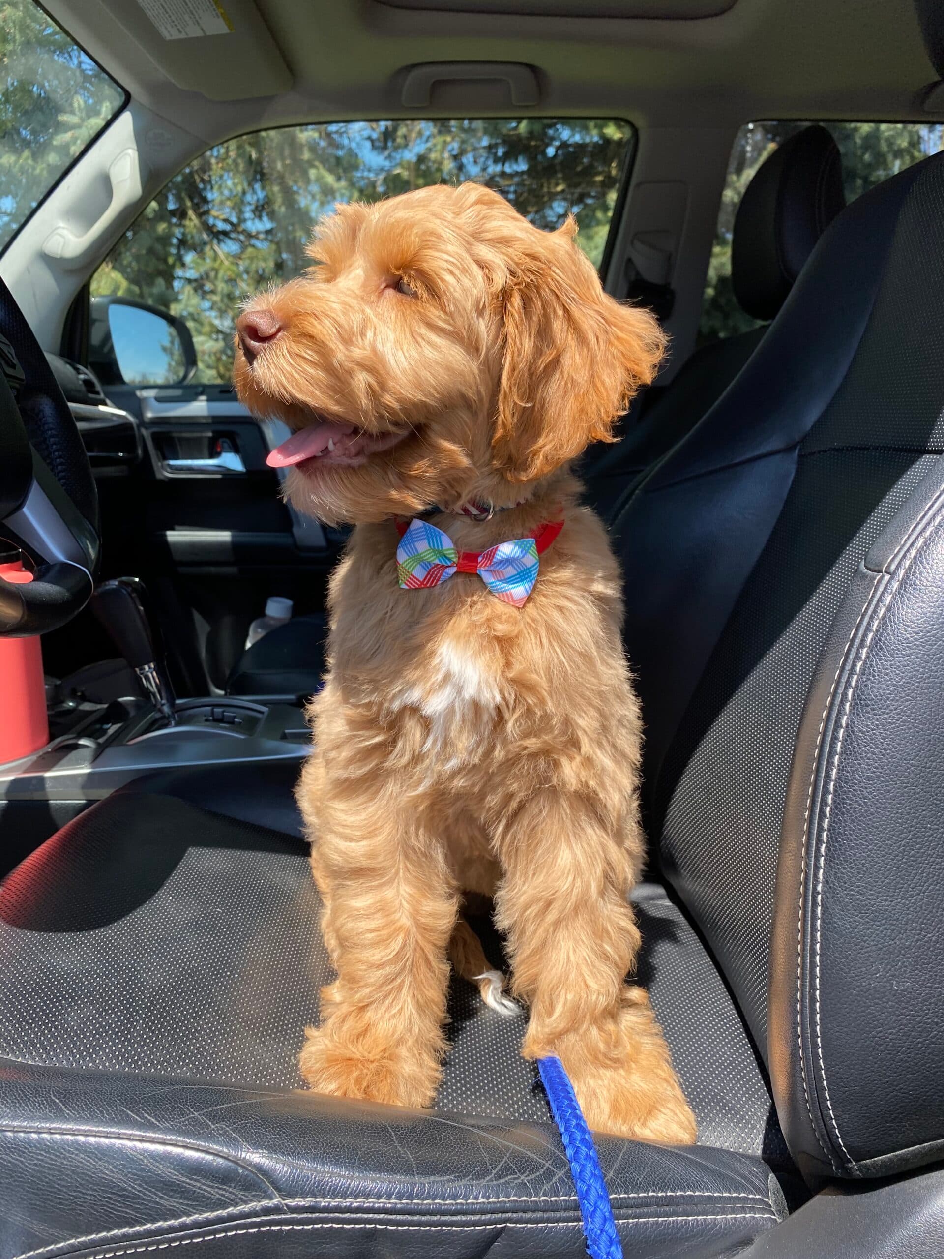Rooster: (Summertime x Hudson)