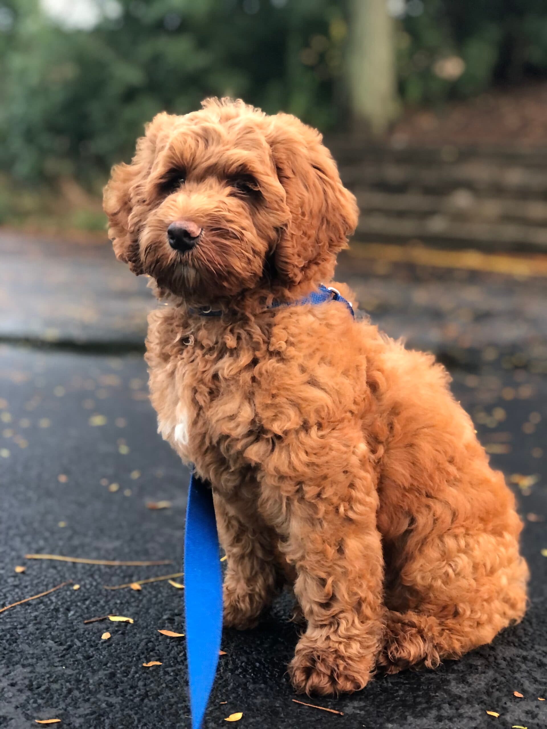 Teddy: (Summertime x Jet)