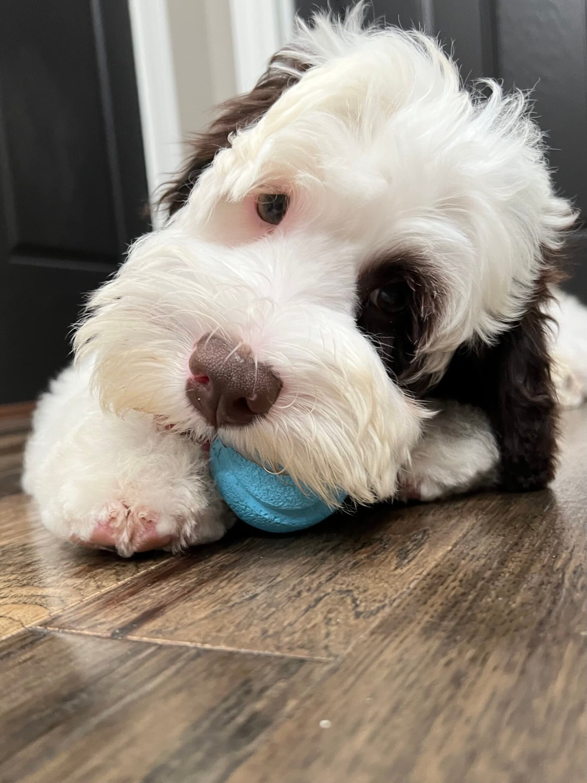 Trained Labradoodle for Sale