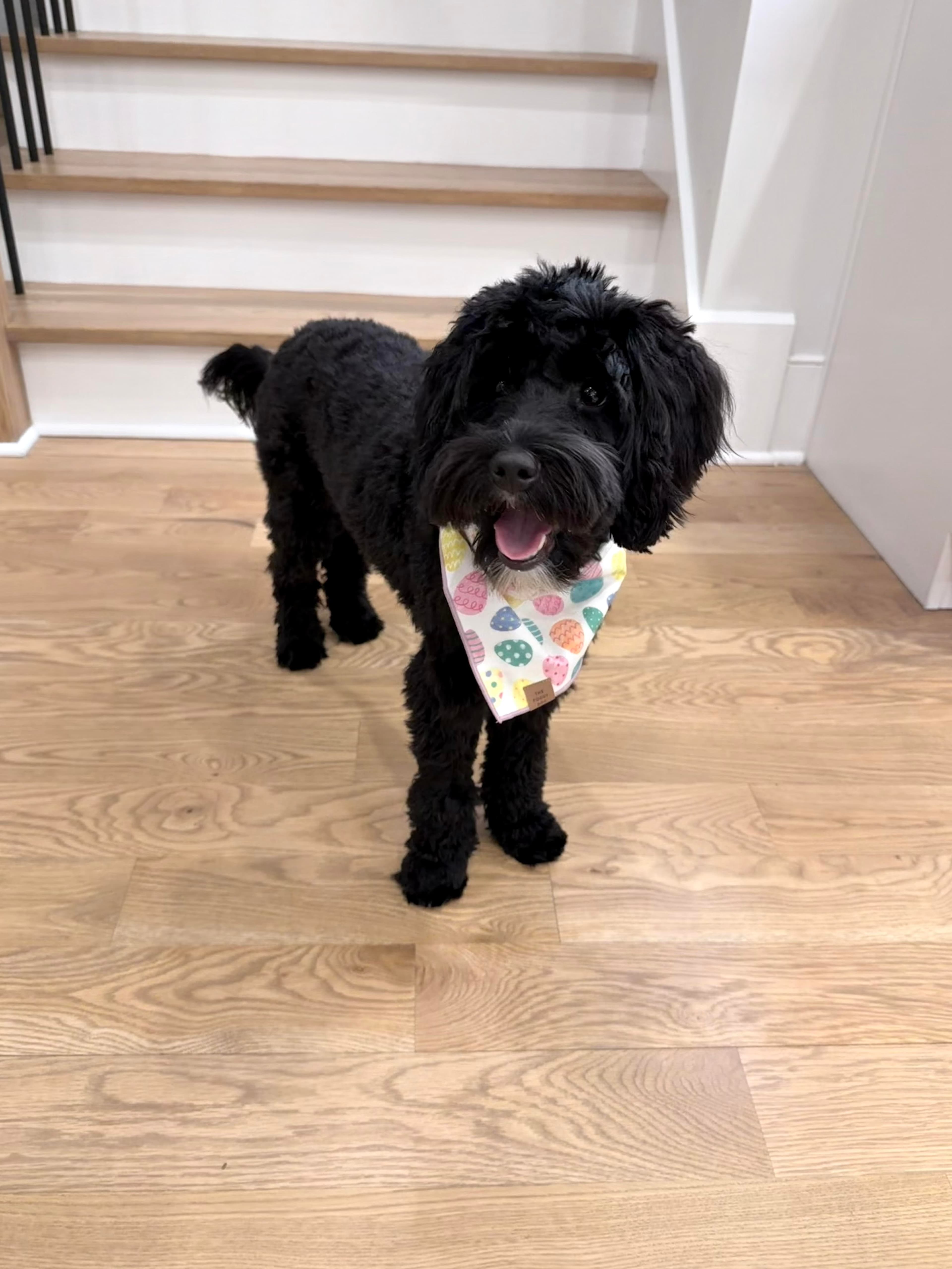 Best family dog