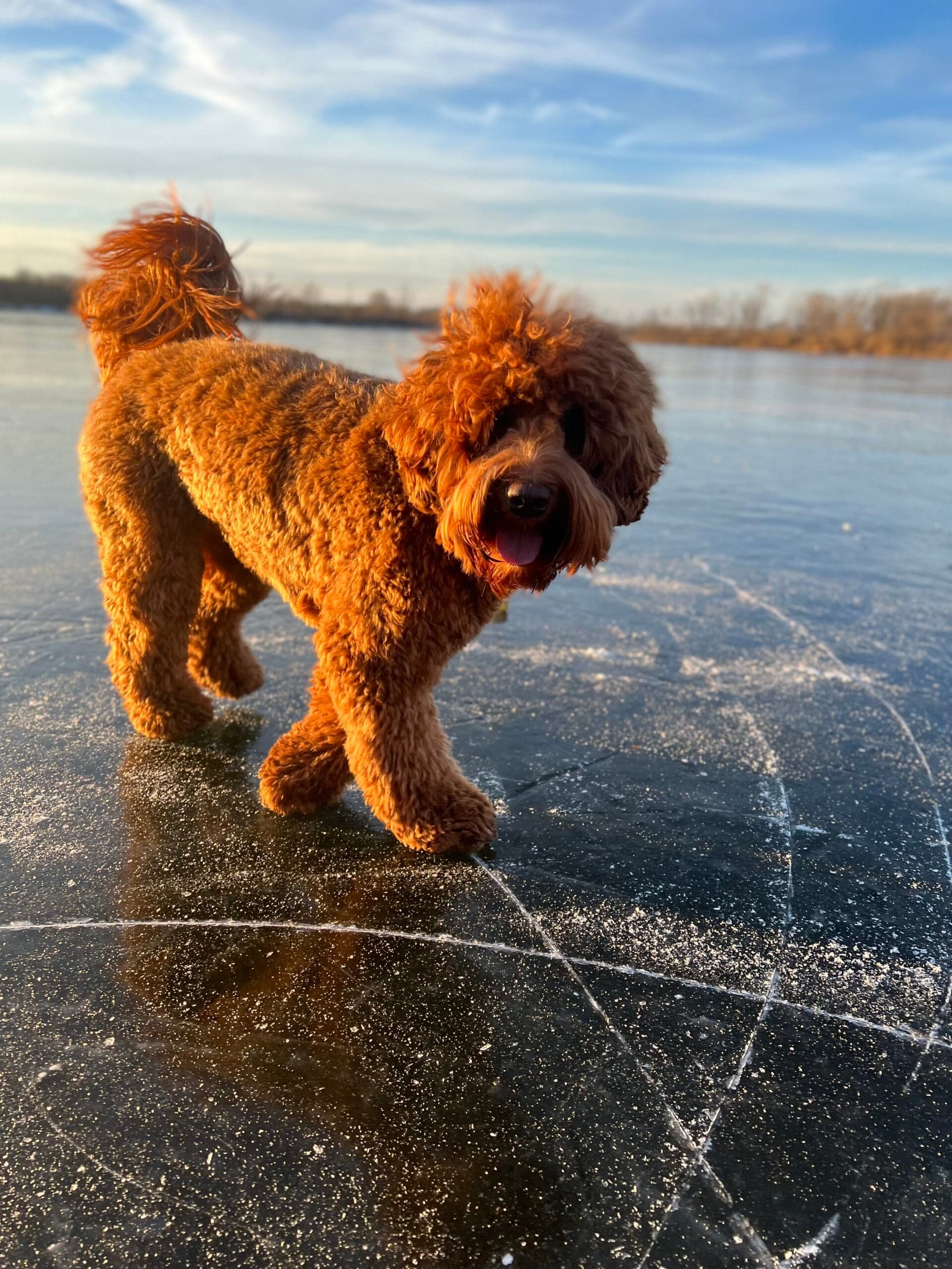 Red doodle trotting on a frozen lake in sunset glow