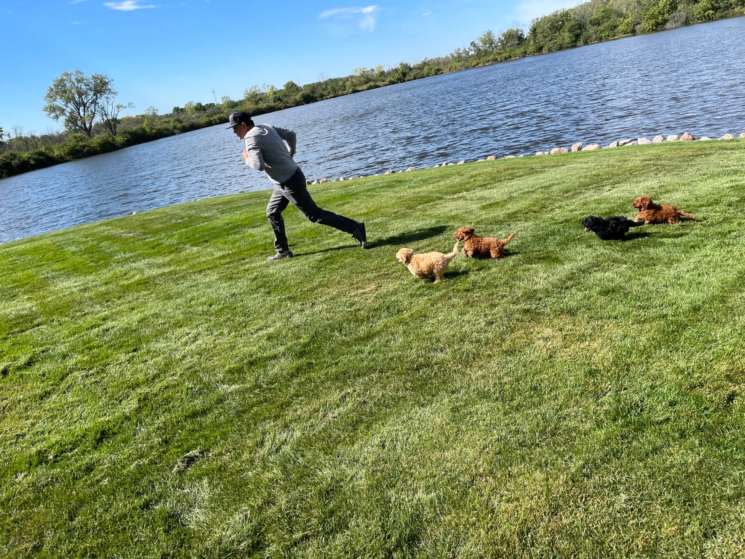 A man sprinting across a lakeside lawn with four puppies chasing